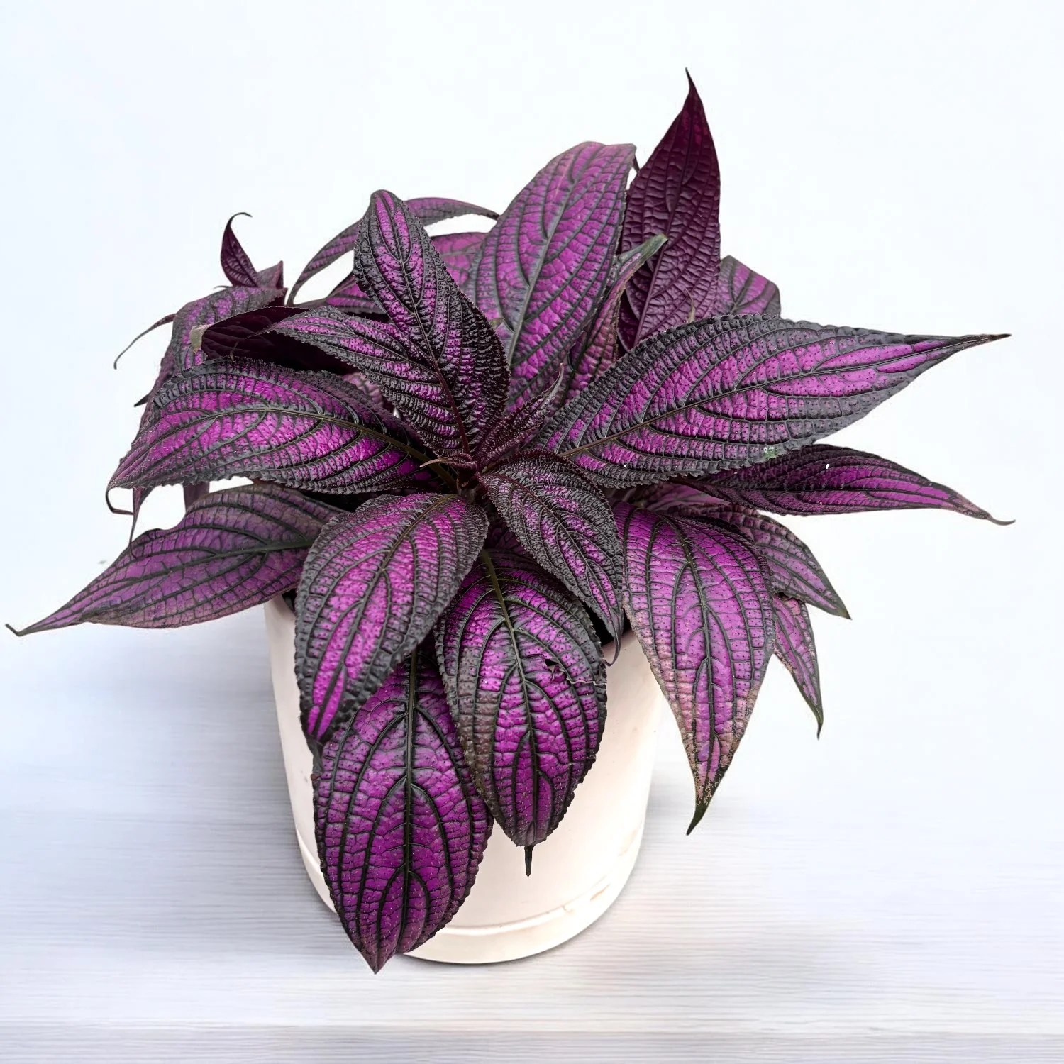 Strobilanthes dyeriana 'Persian Shield’