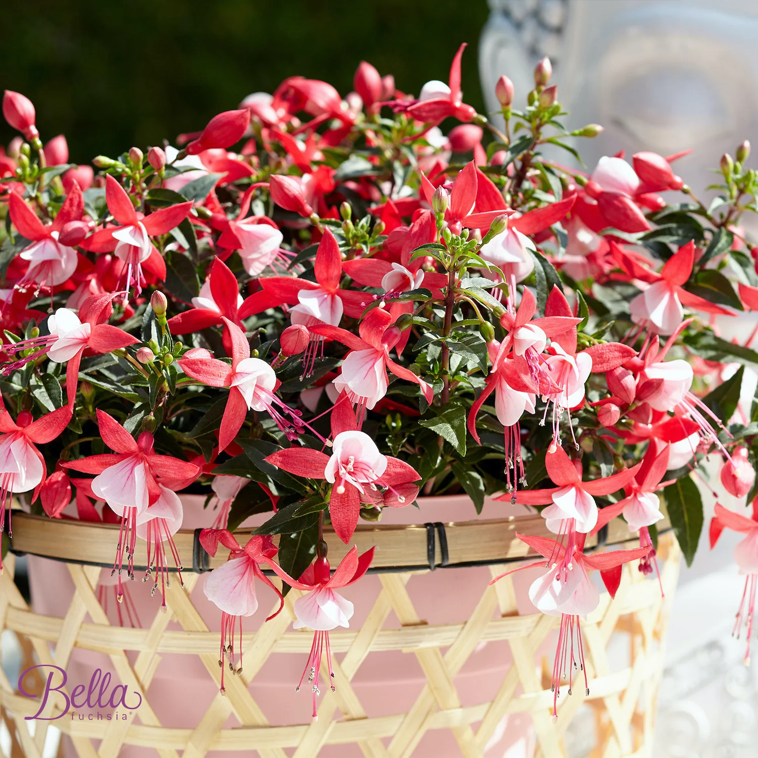 Fuchsia Bella 'Evita’ (cercelusi la ghiveci)