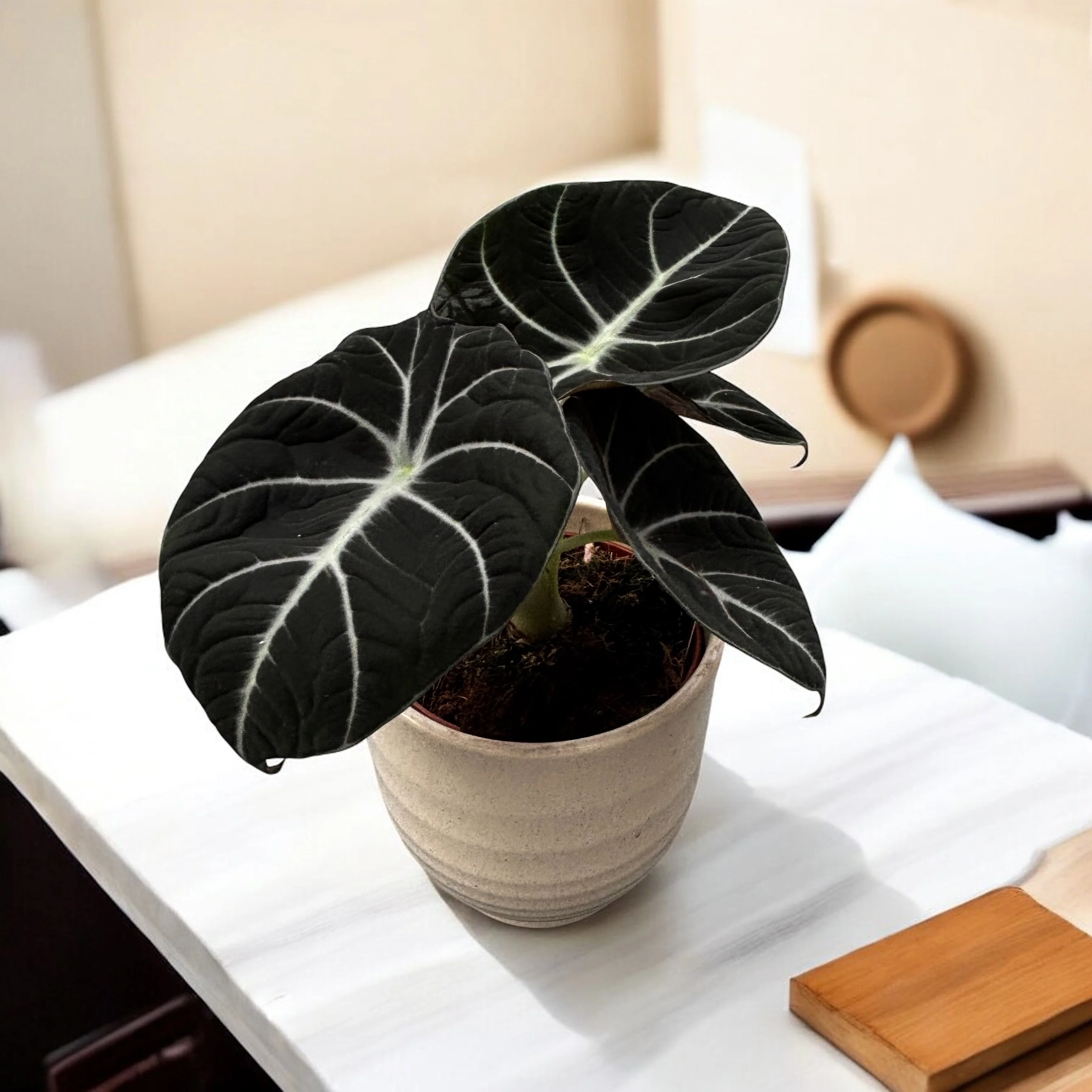 Alocasia reginula 'Black Velvet’