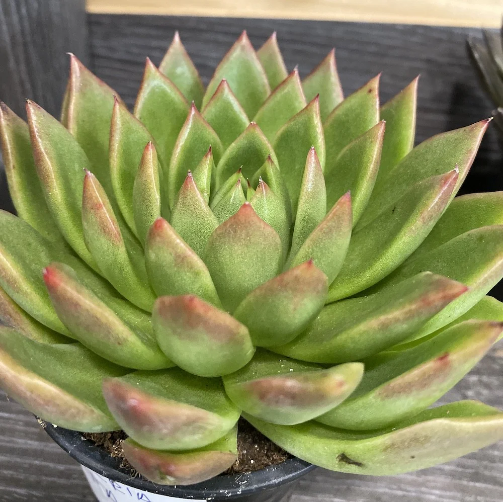 Echeveria Sagita – planta suculenta
