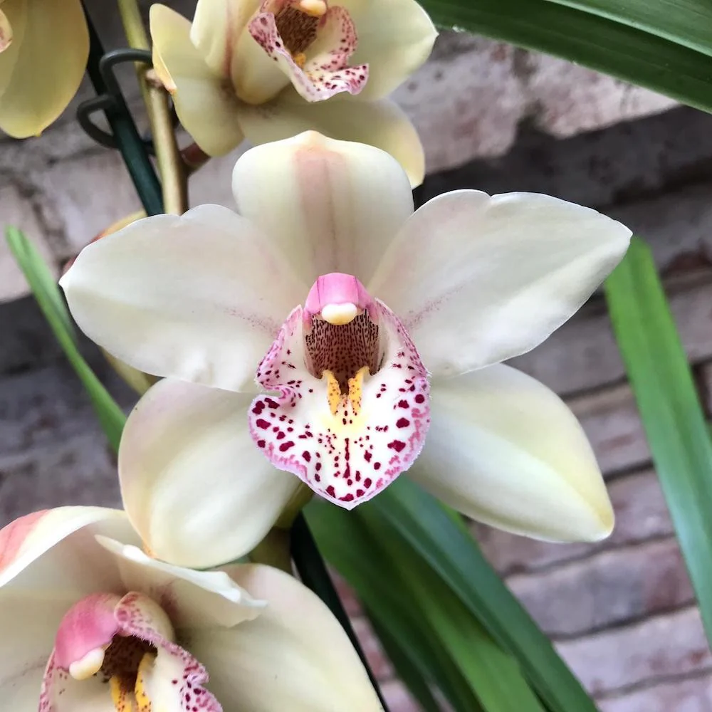 Cymbidium Summer Magic
