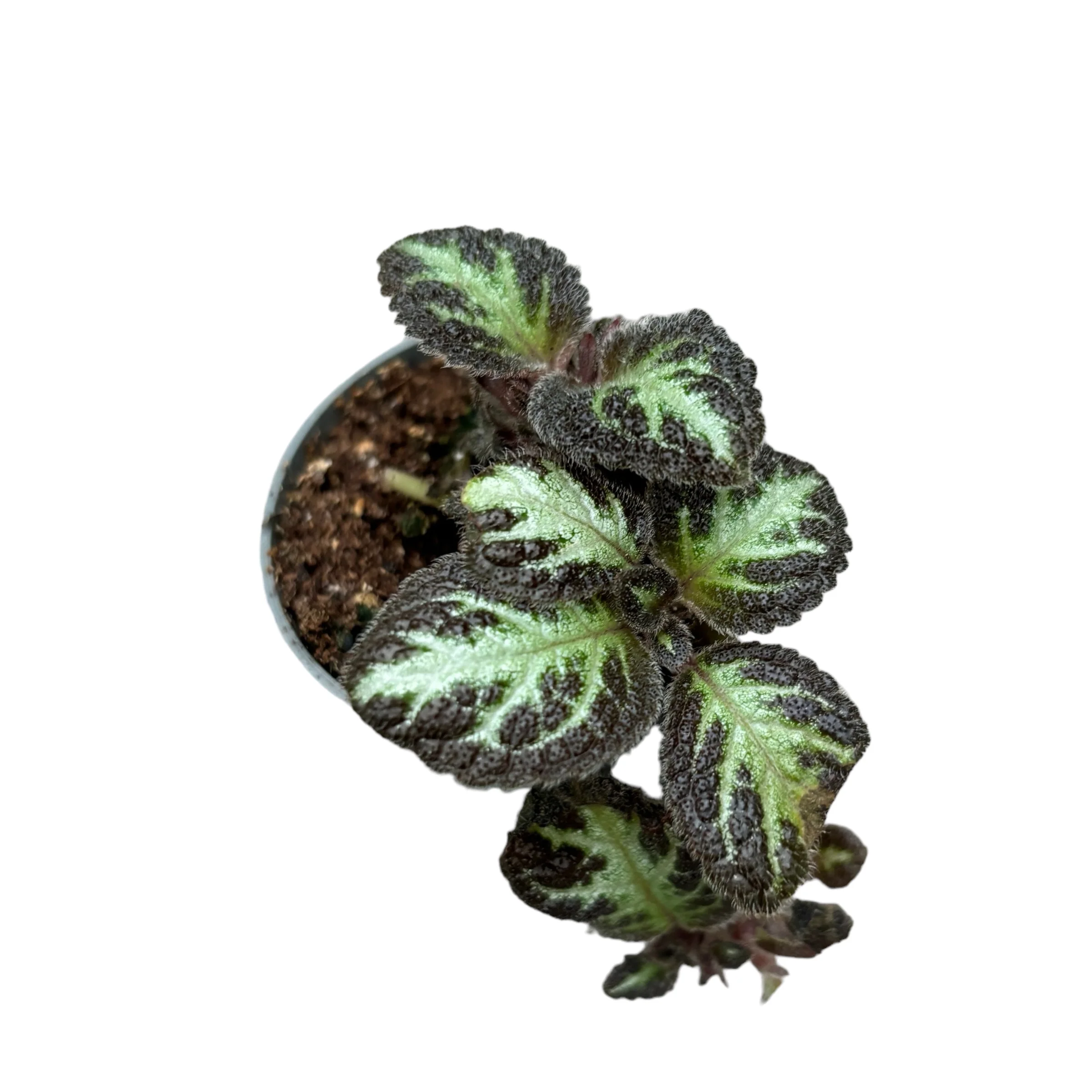 Episcia 'Silver Shield’ (babyplant)