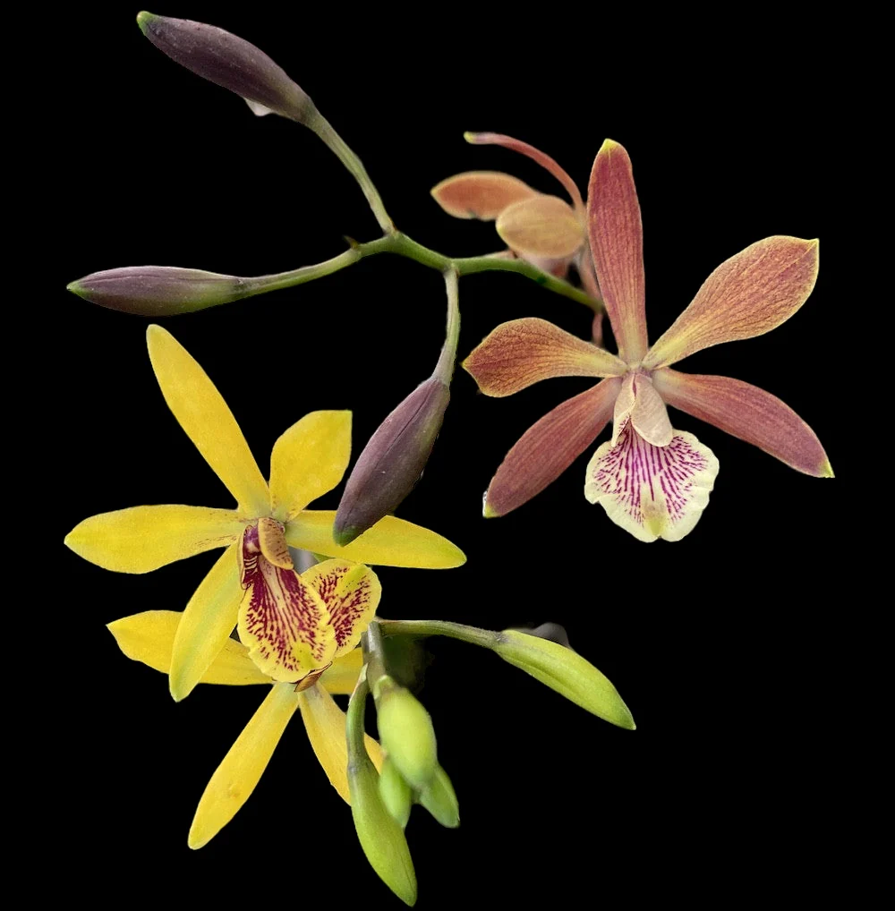 Encyclia Kyoguchi 'p’