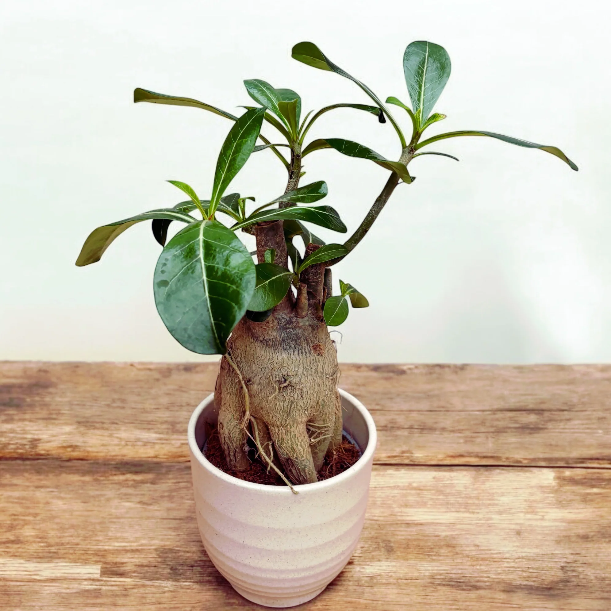 Adenium Obesum mix (caudex XL)