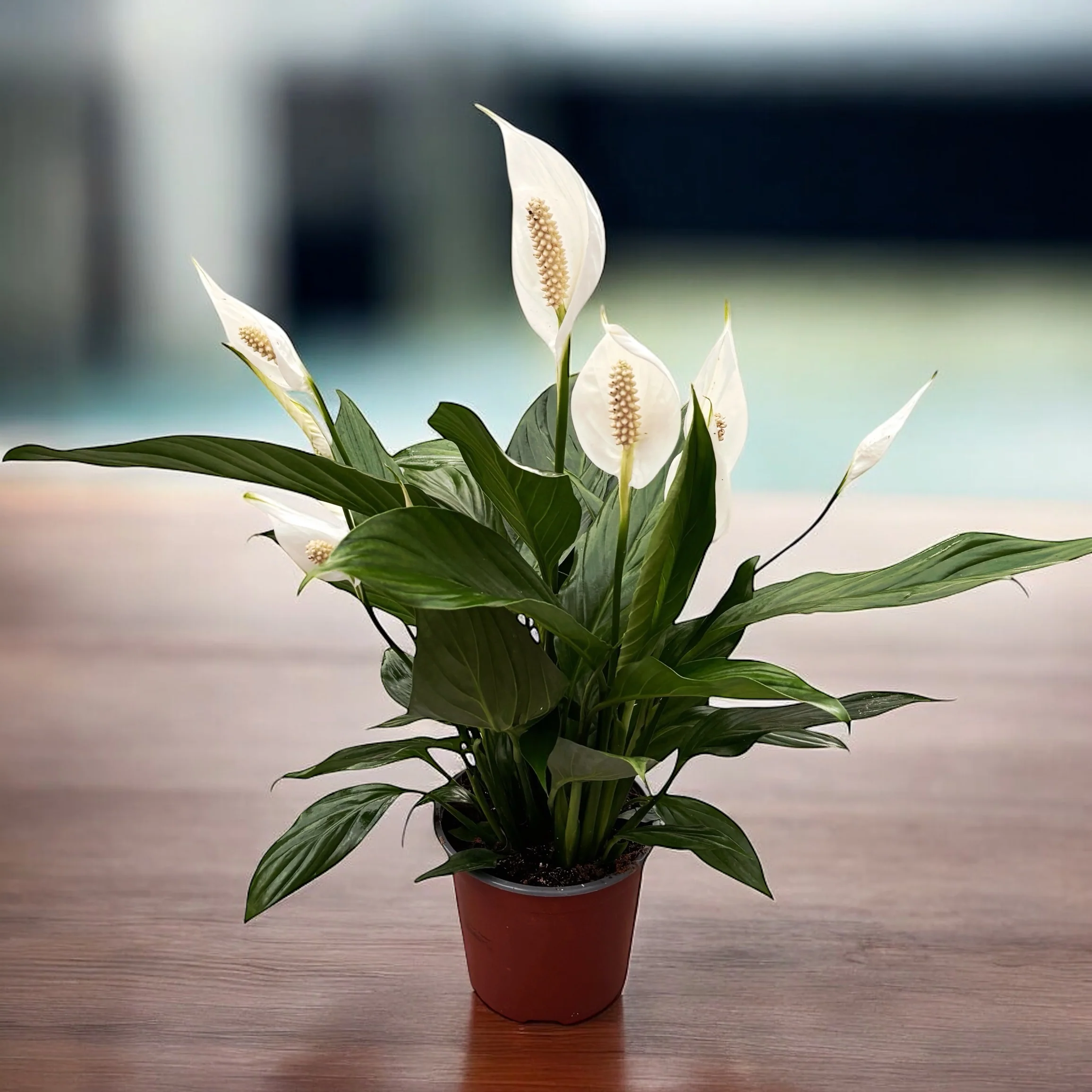 Spathiphyllum ‘Bingo Cupid’ – crinul pacii cu frunze lucioase si flori albe elegante
