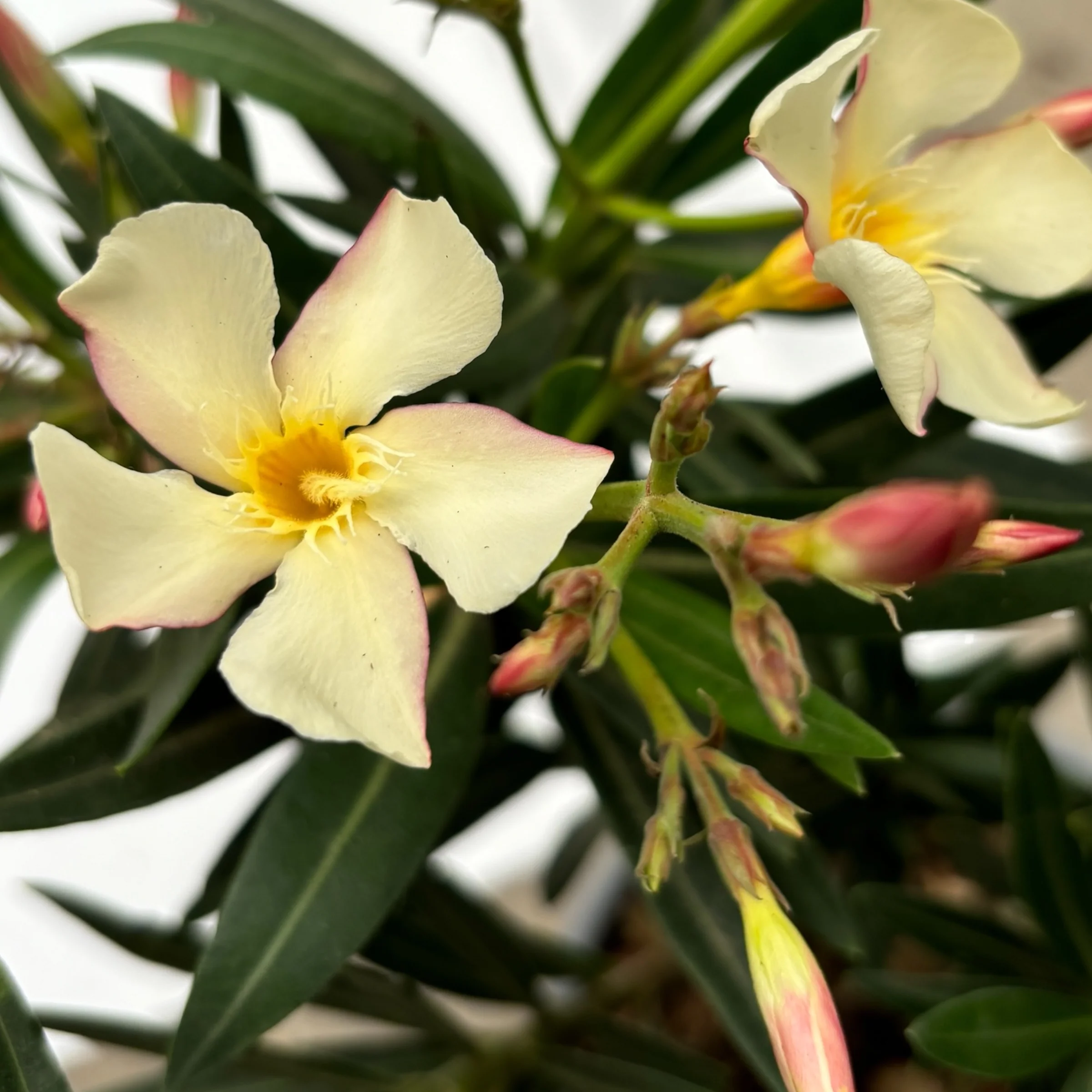 Leandru galben-crem – Nerium Olander Yellow