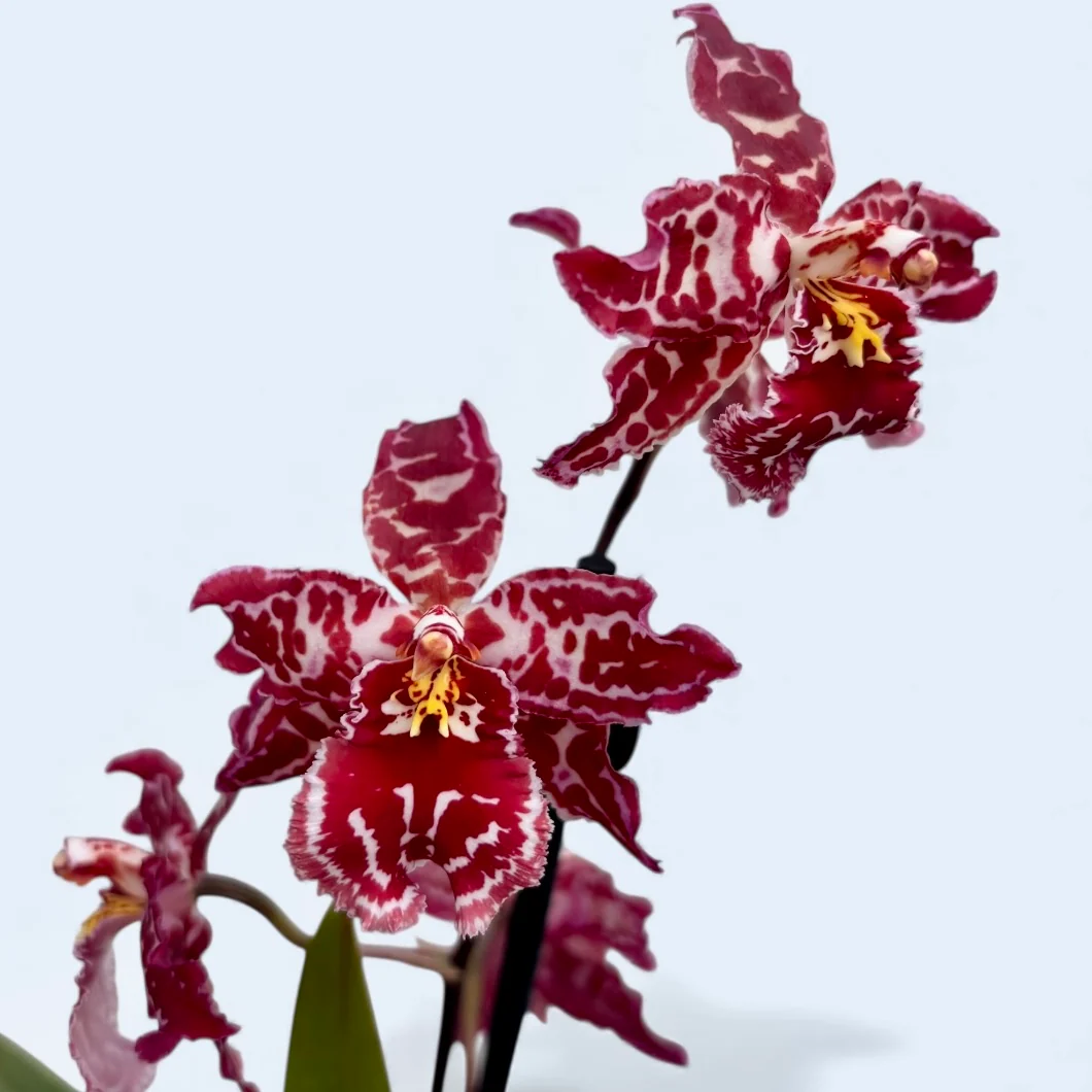 Odontioda 'Stirbic Red’
