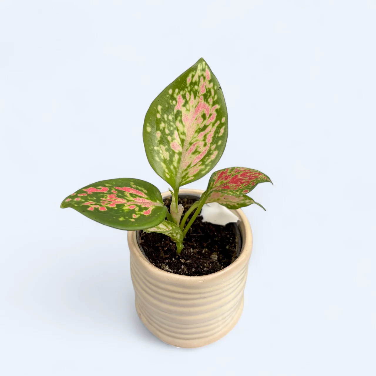 Aglaonema 'Red Valentine’ (babyplant)