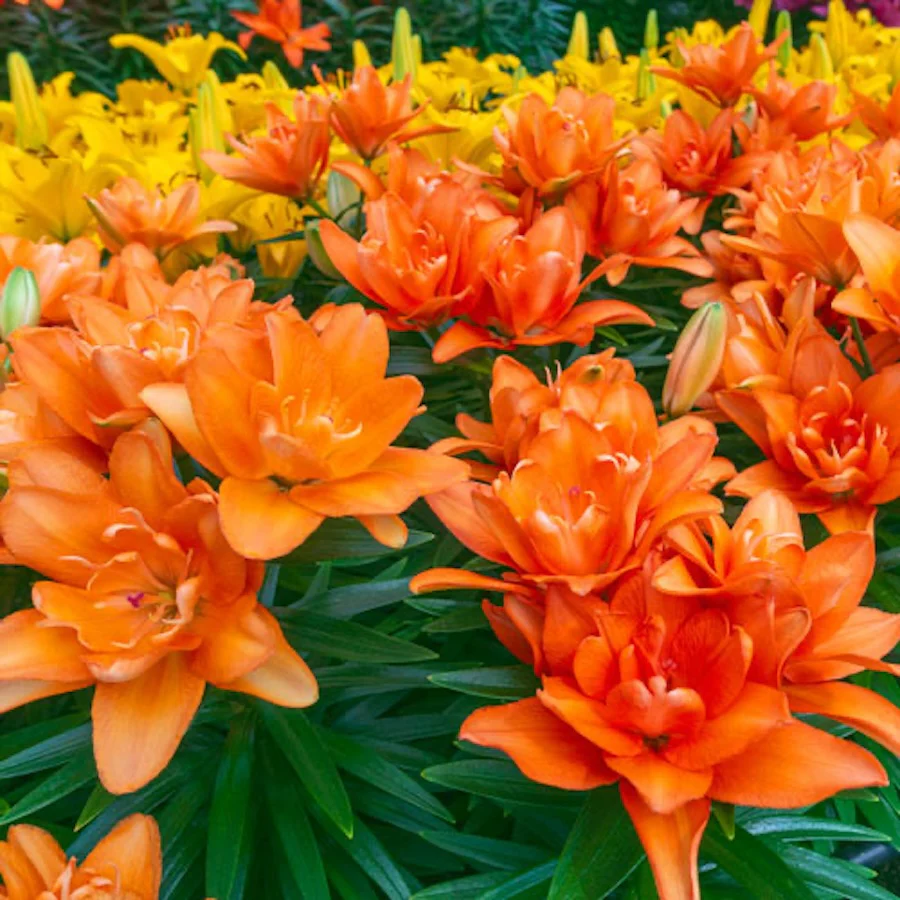 Crin asiatic de gradina – Lilium 'Tiny Double You’ 3pp
