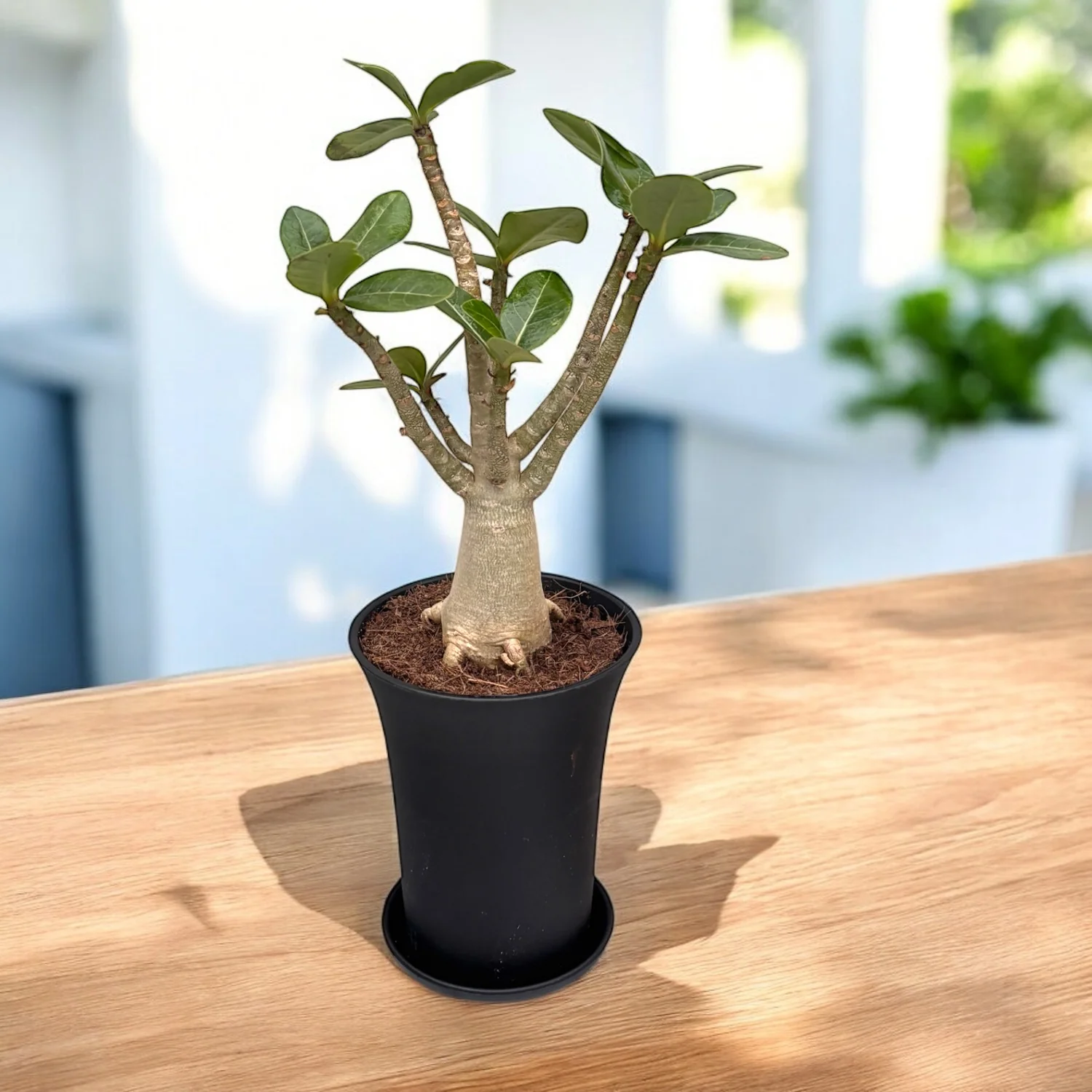 Adenium arabicum 'Baobab’ D10