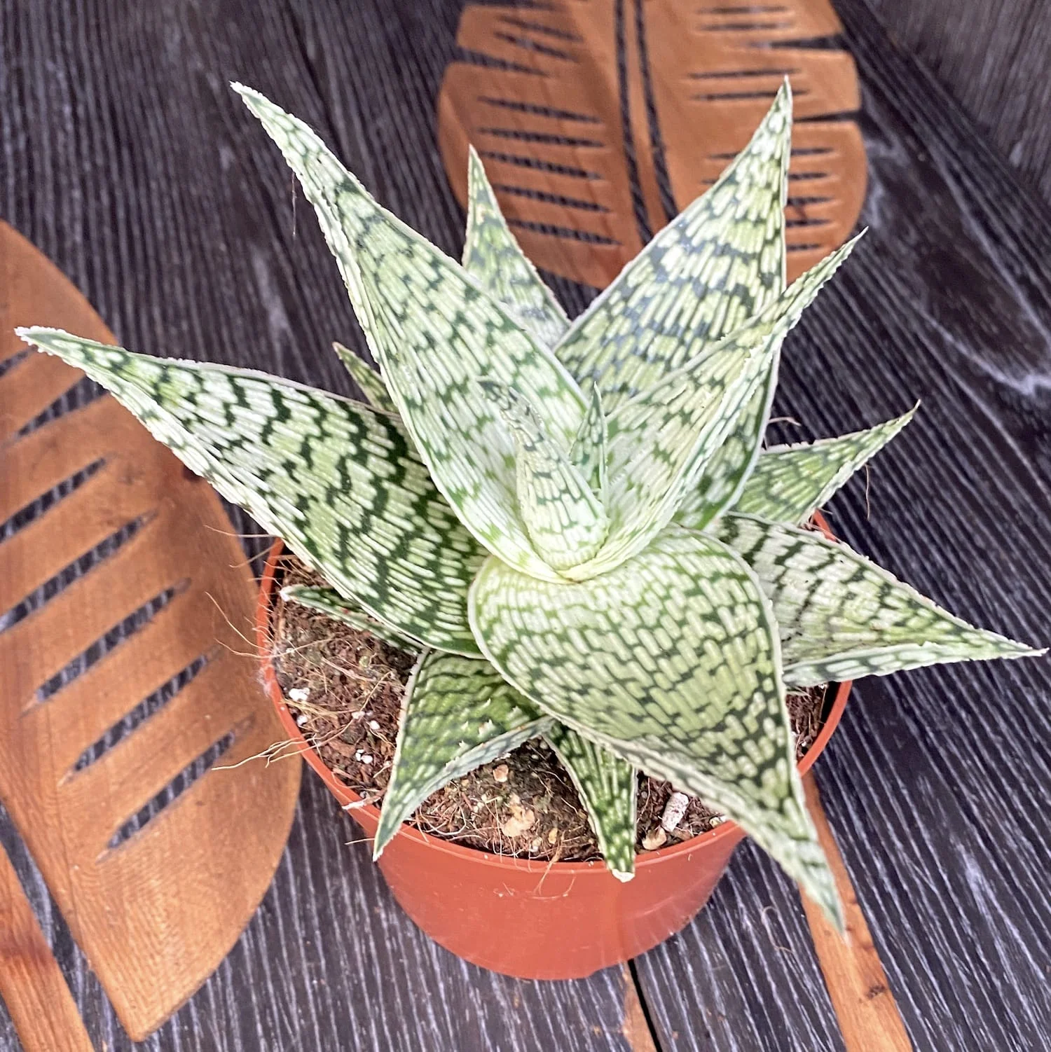 Aloe rauhii 'Demi’