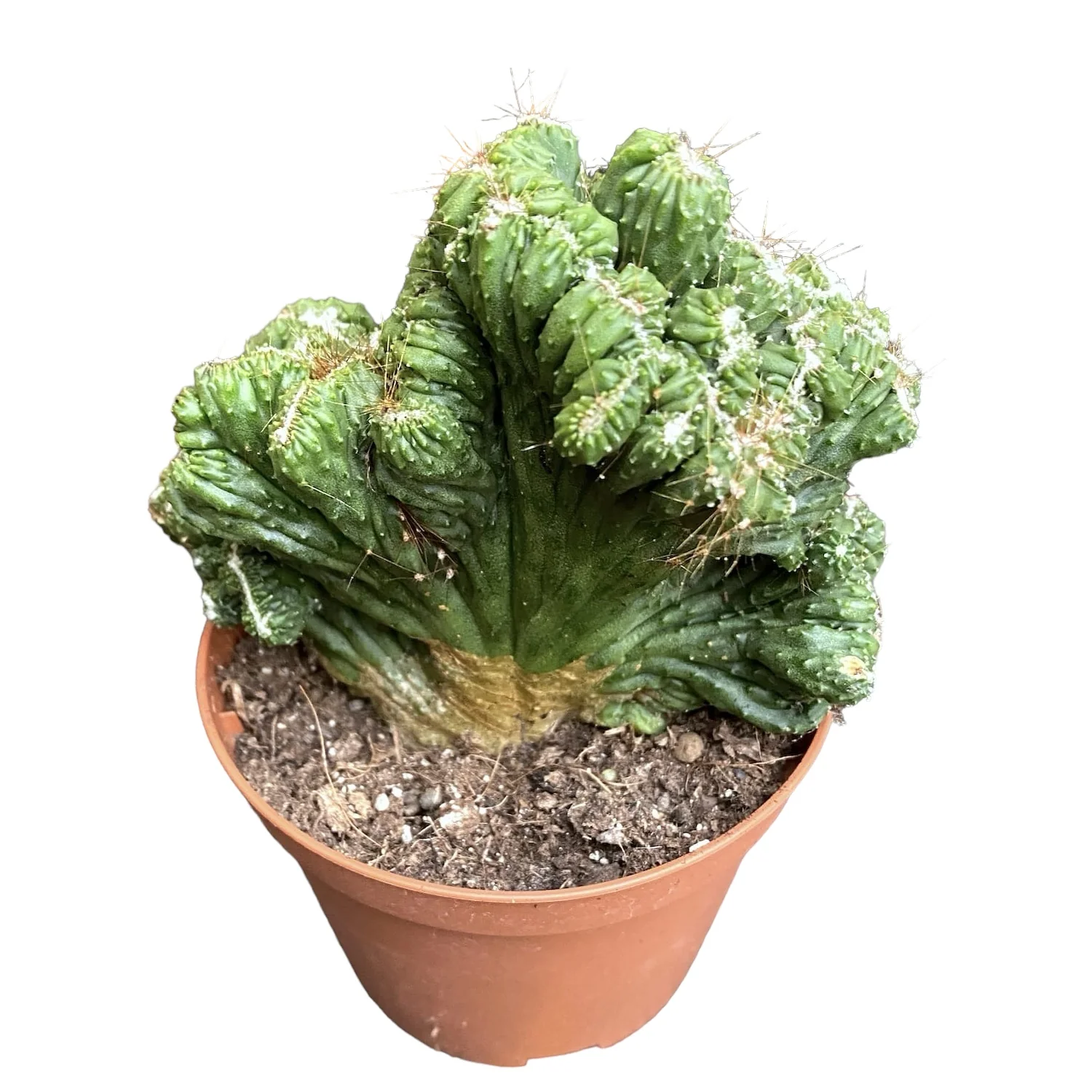 Cereus peruvianus monstruosus