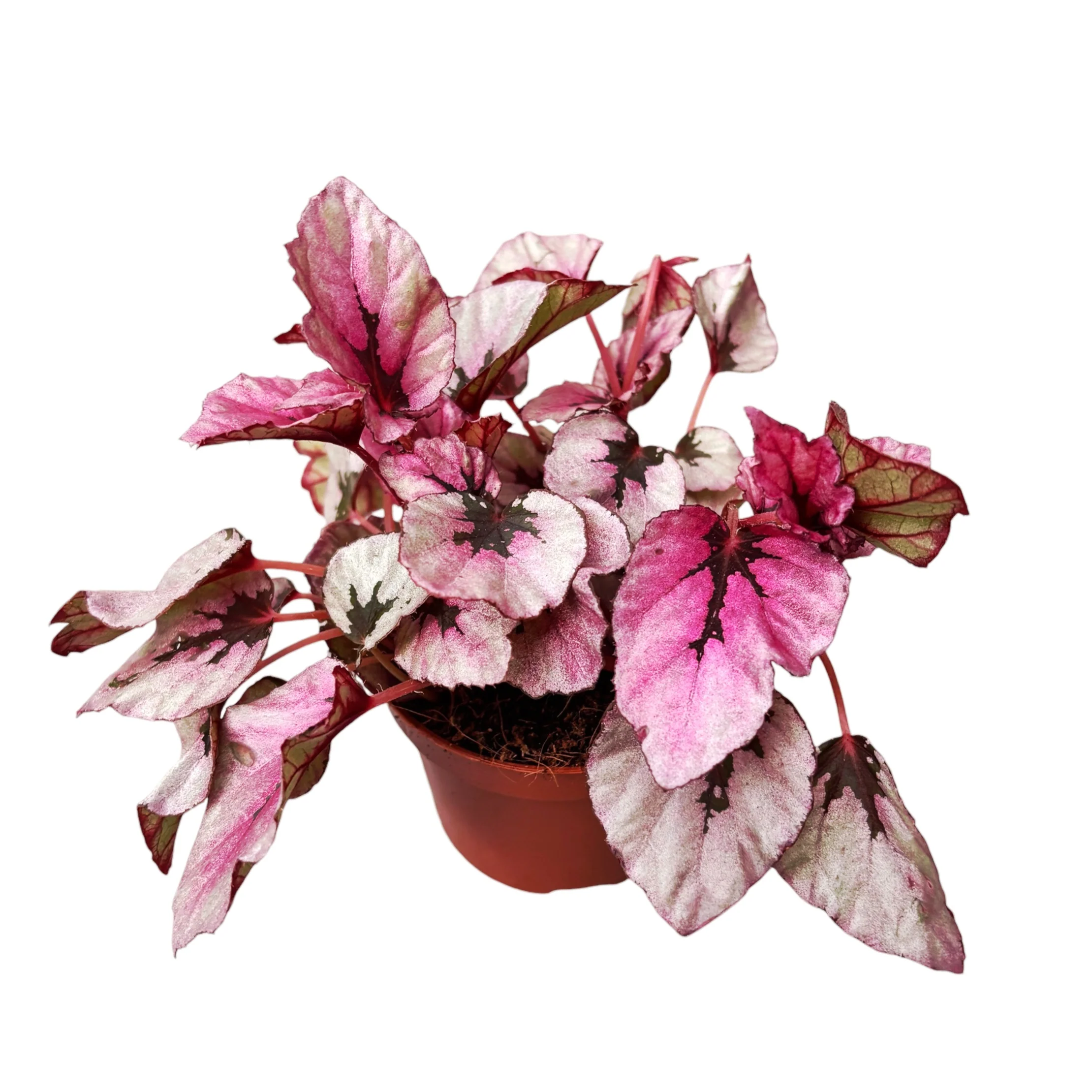 Begonia 'Indian Summer’ D9