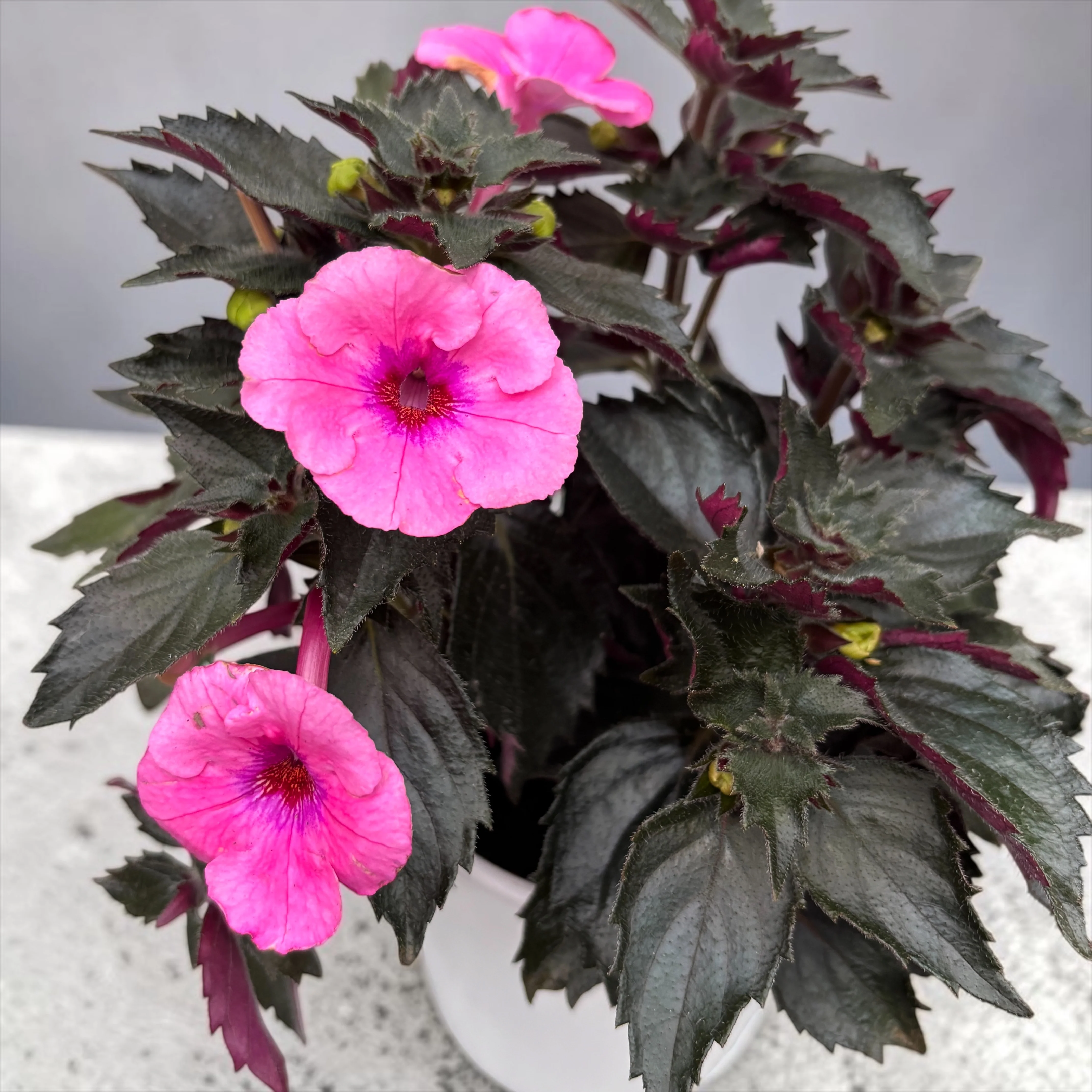 Achimenes ‘Summer Festival’ – flori mari roz-magenta, inflorire abundenta