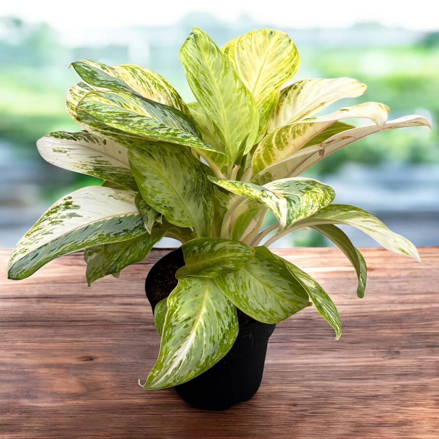 Aglaonema 'Arctic Lime’ – frunzis tropical in nuante de verde lime in varianta XL