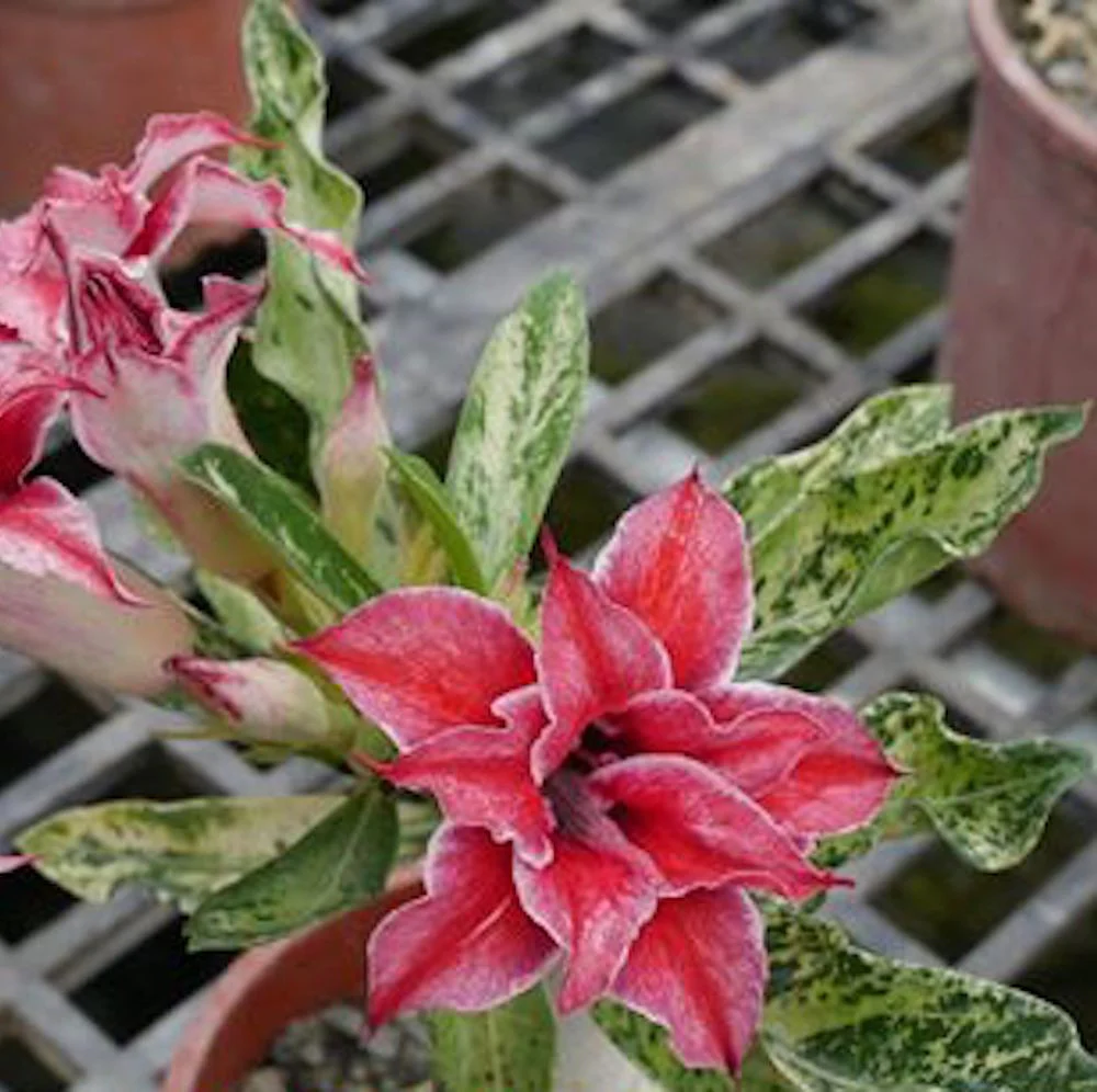 Adenium Obesum 'Butterfly’ (frunze variegate)