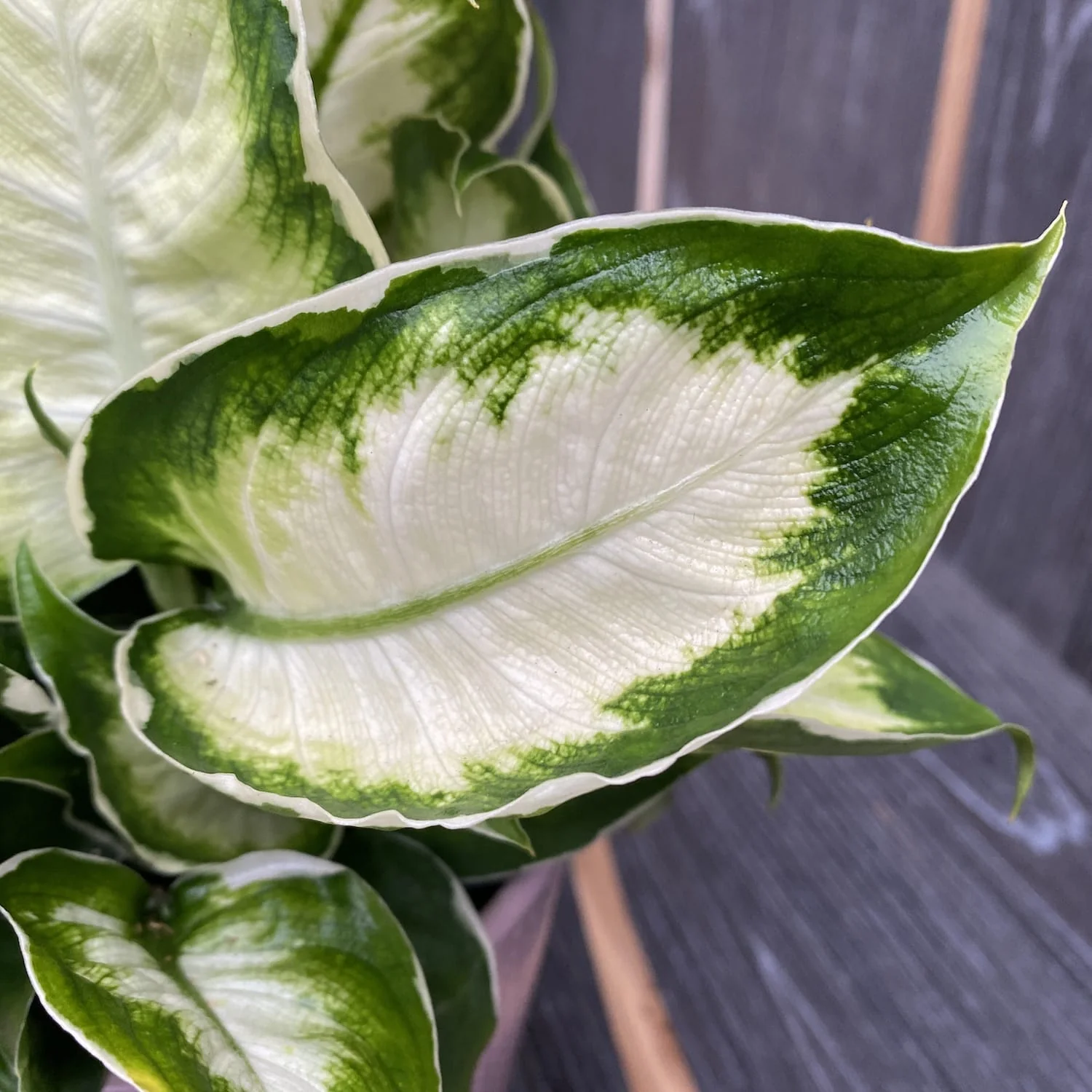 Dieffenbachia 'Cool Beauty’
