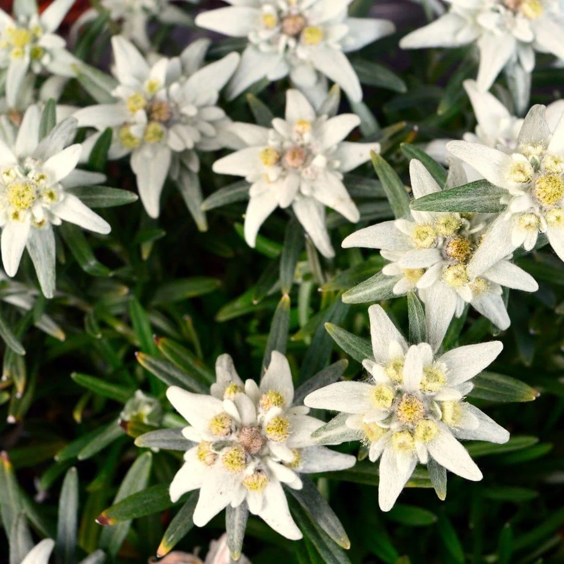 Leontopodium alpinum – Floare de colt in ghiveci