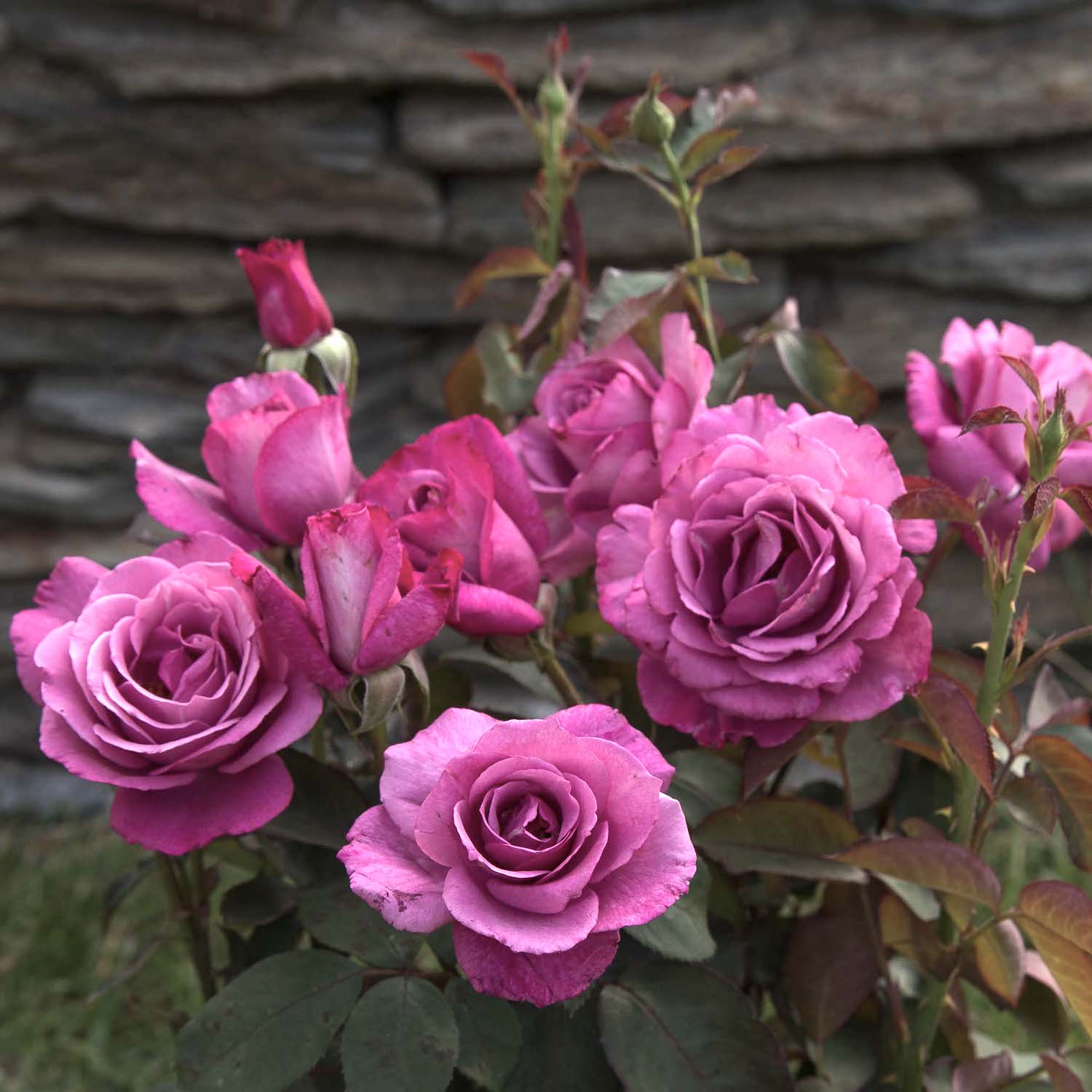 Rosa ‘lilac Wunder’® – Trandafir teahibrid, puternic parfumat