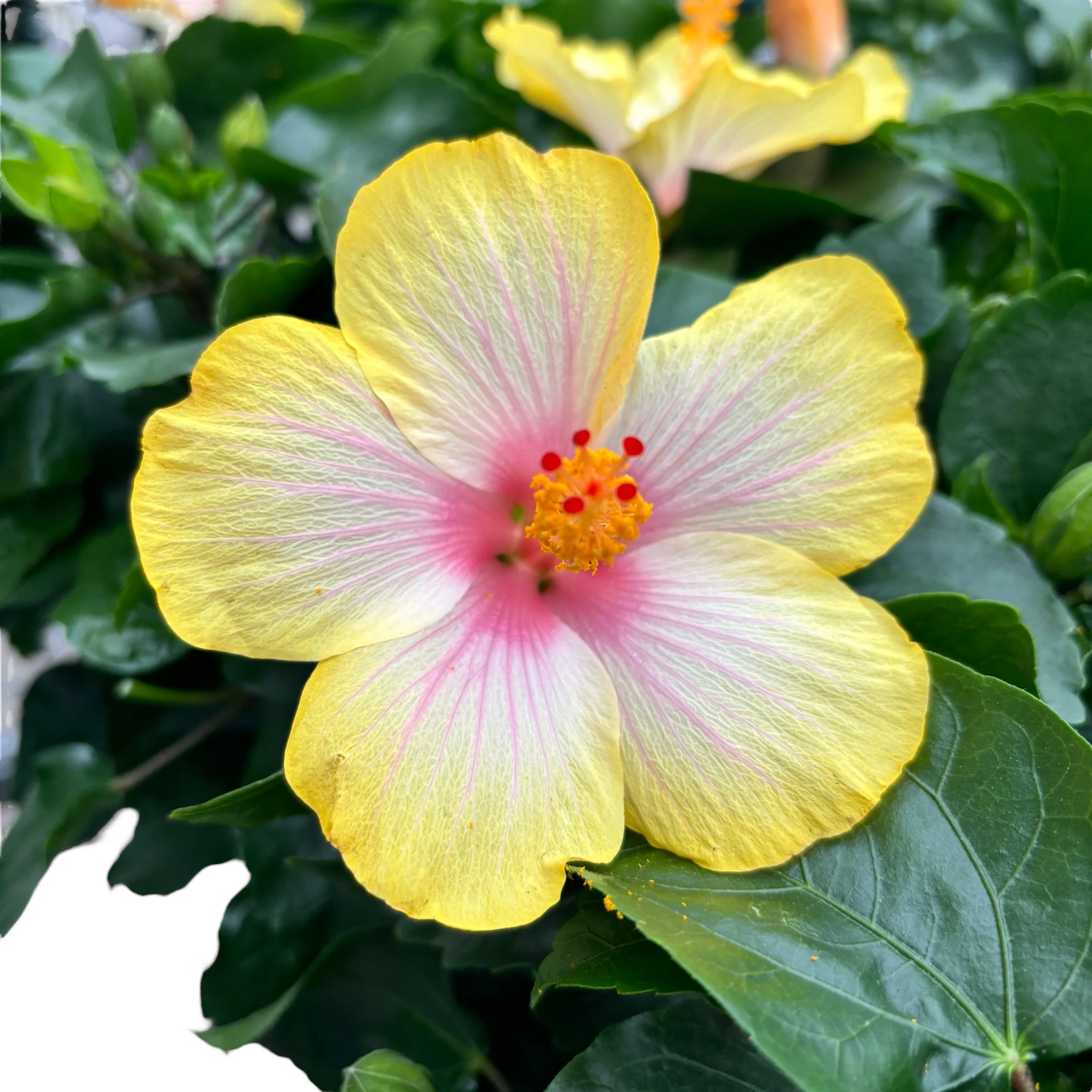 Hibiscus rosa-sinensis ‘Cocktail’ – trandafiri japonezi cu flori mari galbene-roz