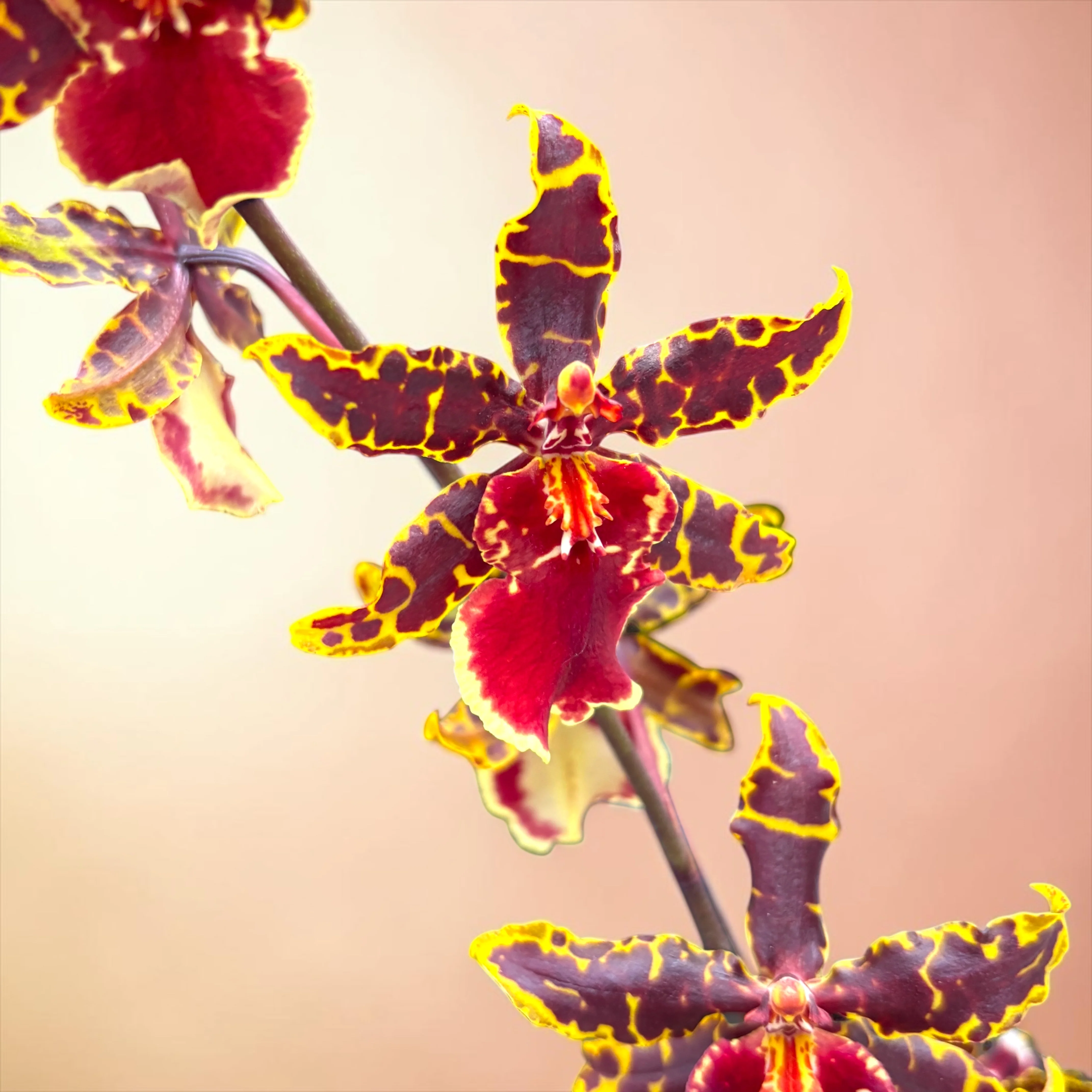 Colmanara Wildcat 'Petite Sirah’