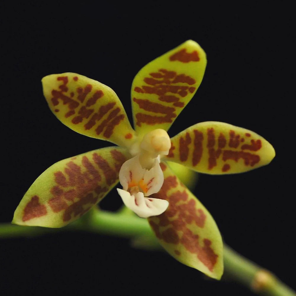 Phalaenopsis viridis