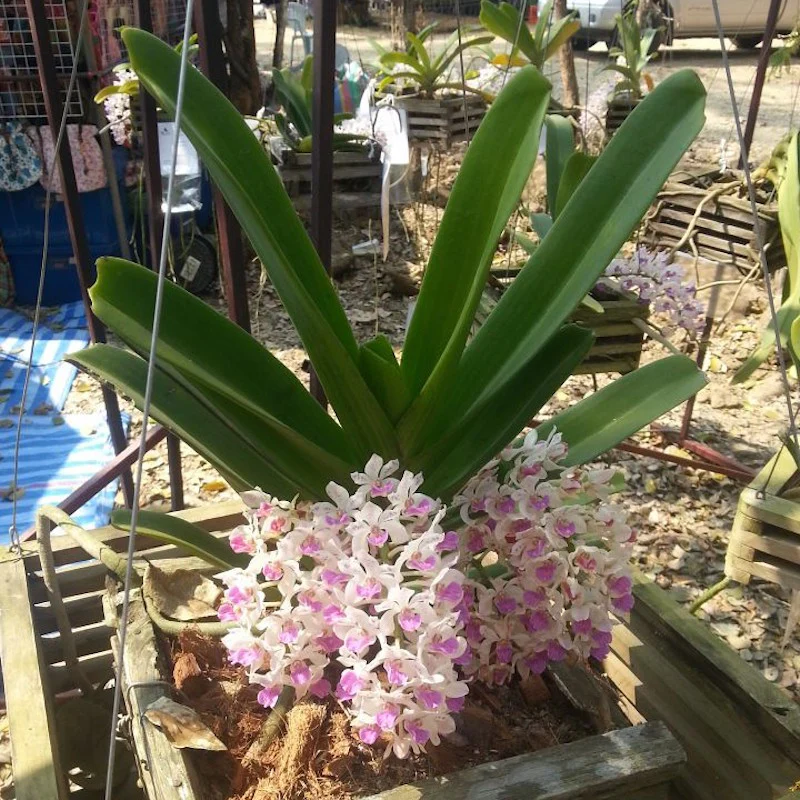 Rhynchostylis gigantea var. Illustre