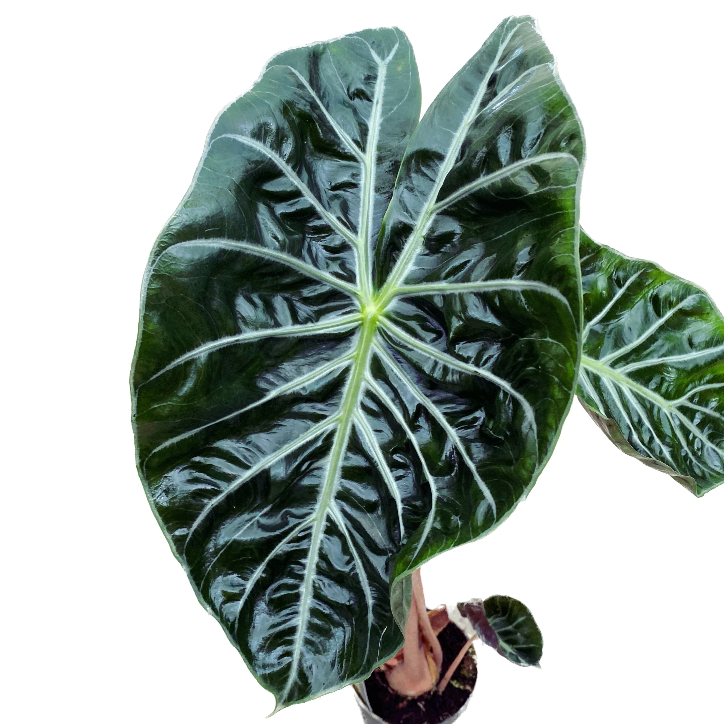 Alocasia baginda ‘Pink Dragon’ – Urechea Elefantului cu tulpini roz si frunze exotice