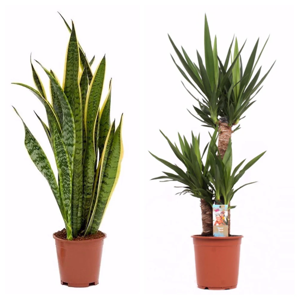 Plante de birou / apartament rezistente – Yucca si Sansevieria