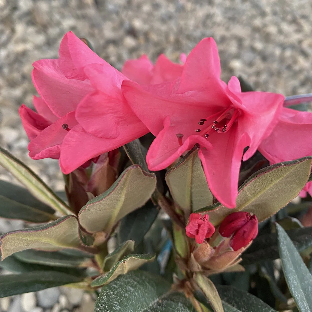 Rhododendron Winsome – azalee de gradina roz