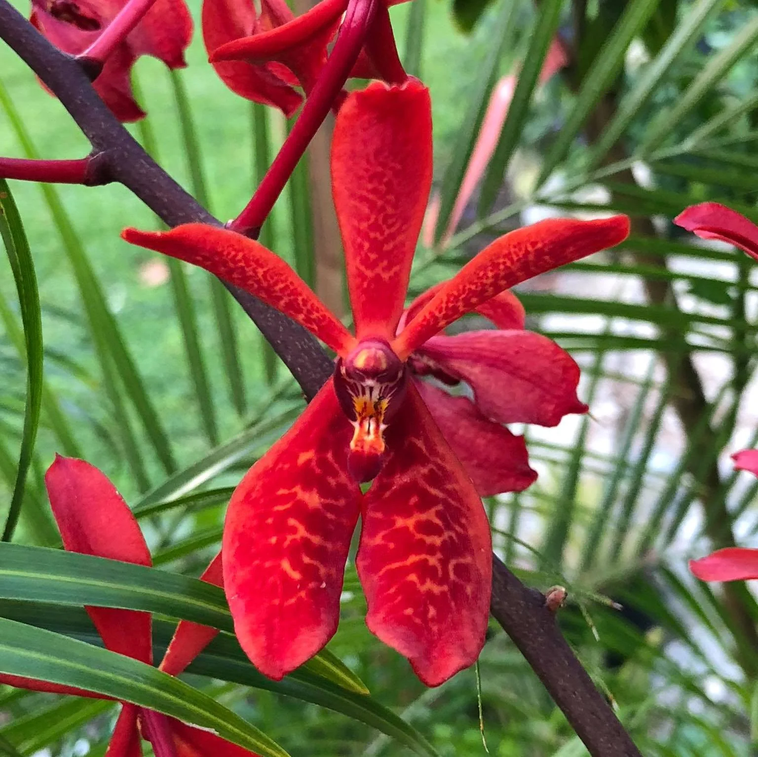 Renanopsis Lion Splendour (exemplare uriașe!!!)