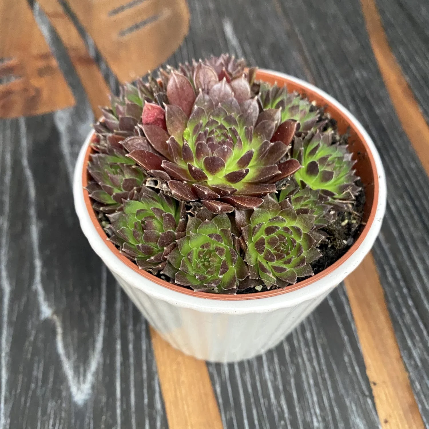Sempervivum 'Coral Red’ (Planta Urechelnita)
