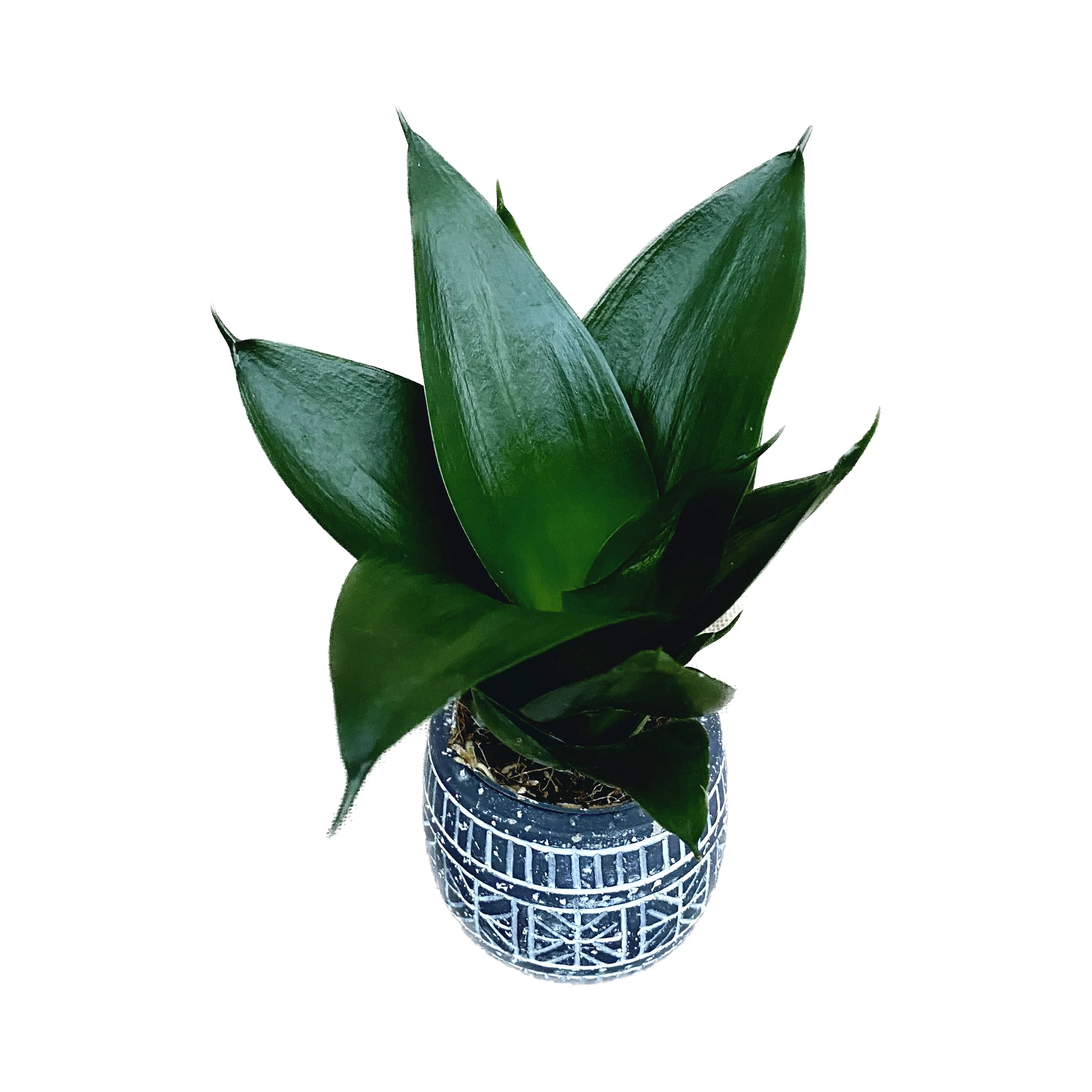 Sansevieria Hahnii 'Black Jade’ D6