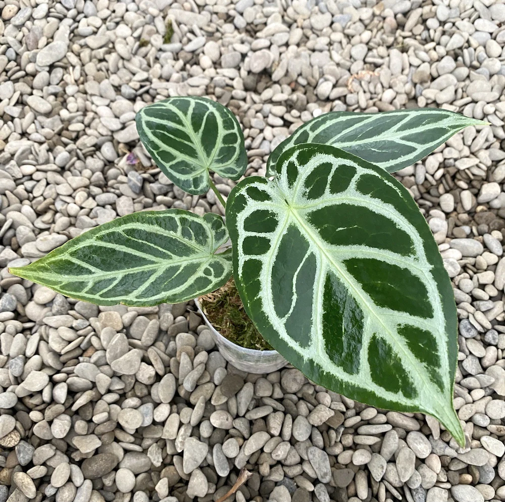 Anthurium crystallinum 'Crystal Hope’