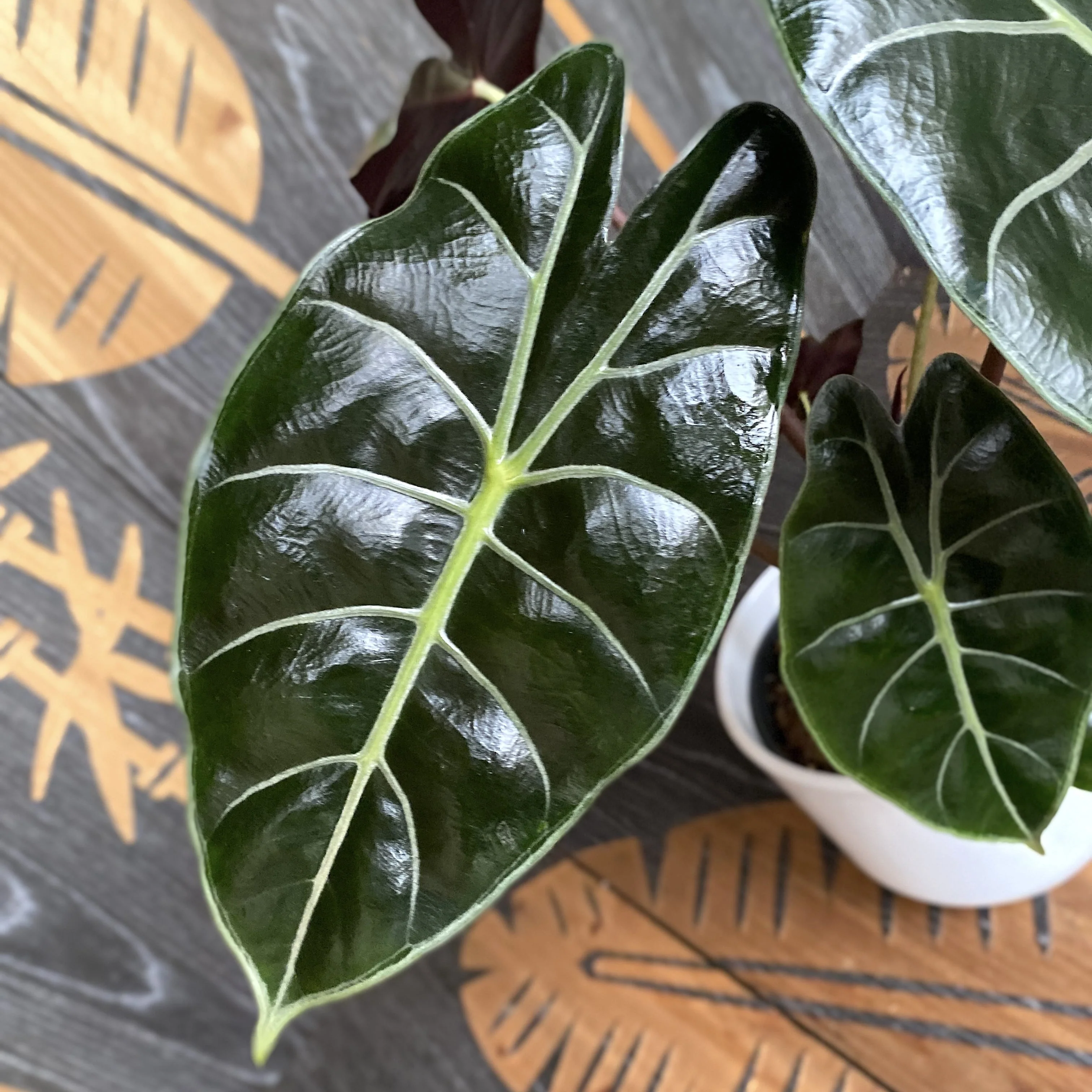 Alocasia longiloba 'Purple Princess’