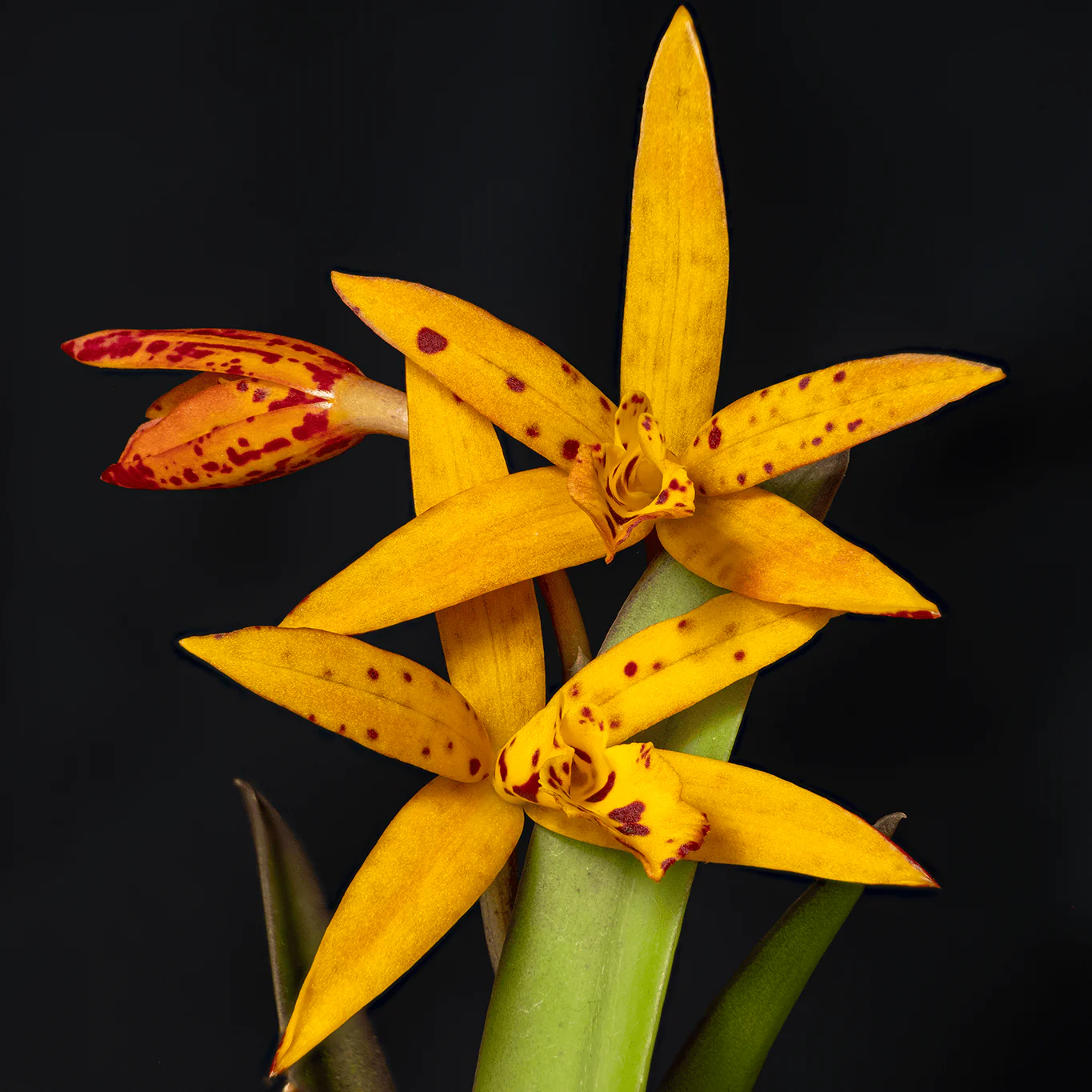 Bct. Sun Mei Gold 'Elsie May’ HCC/AOS – flori parfumate
