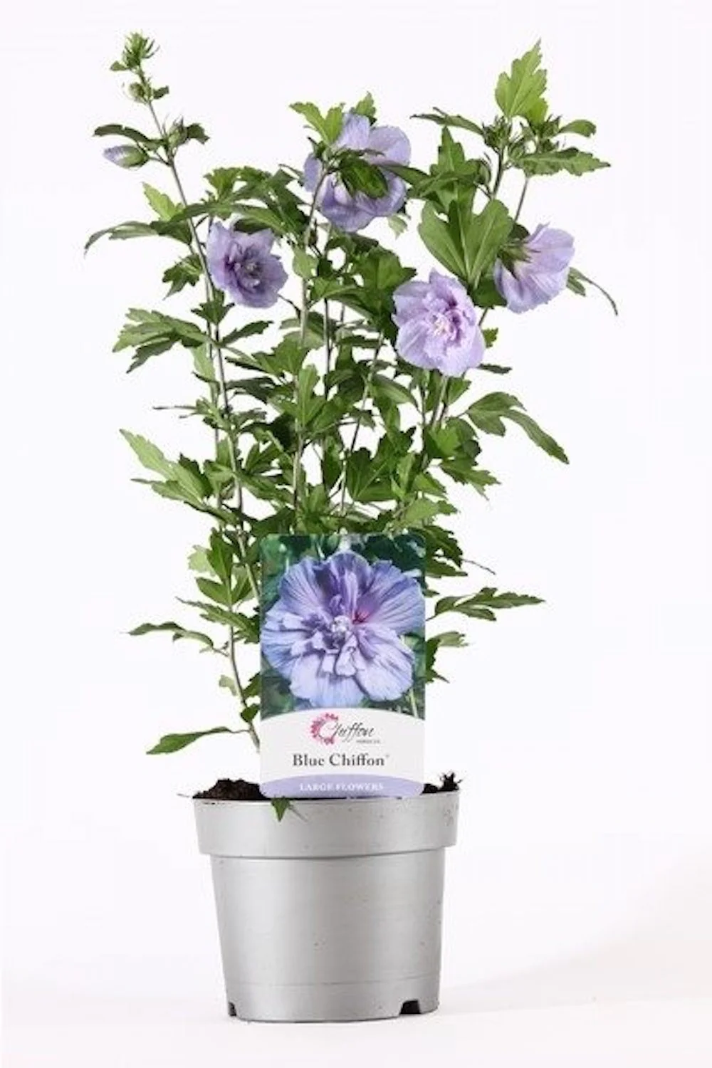 Hibiscus Blue Chiffon floarea dubla albastru deschis
