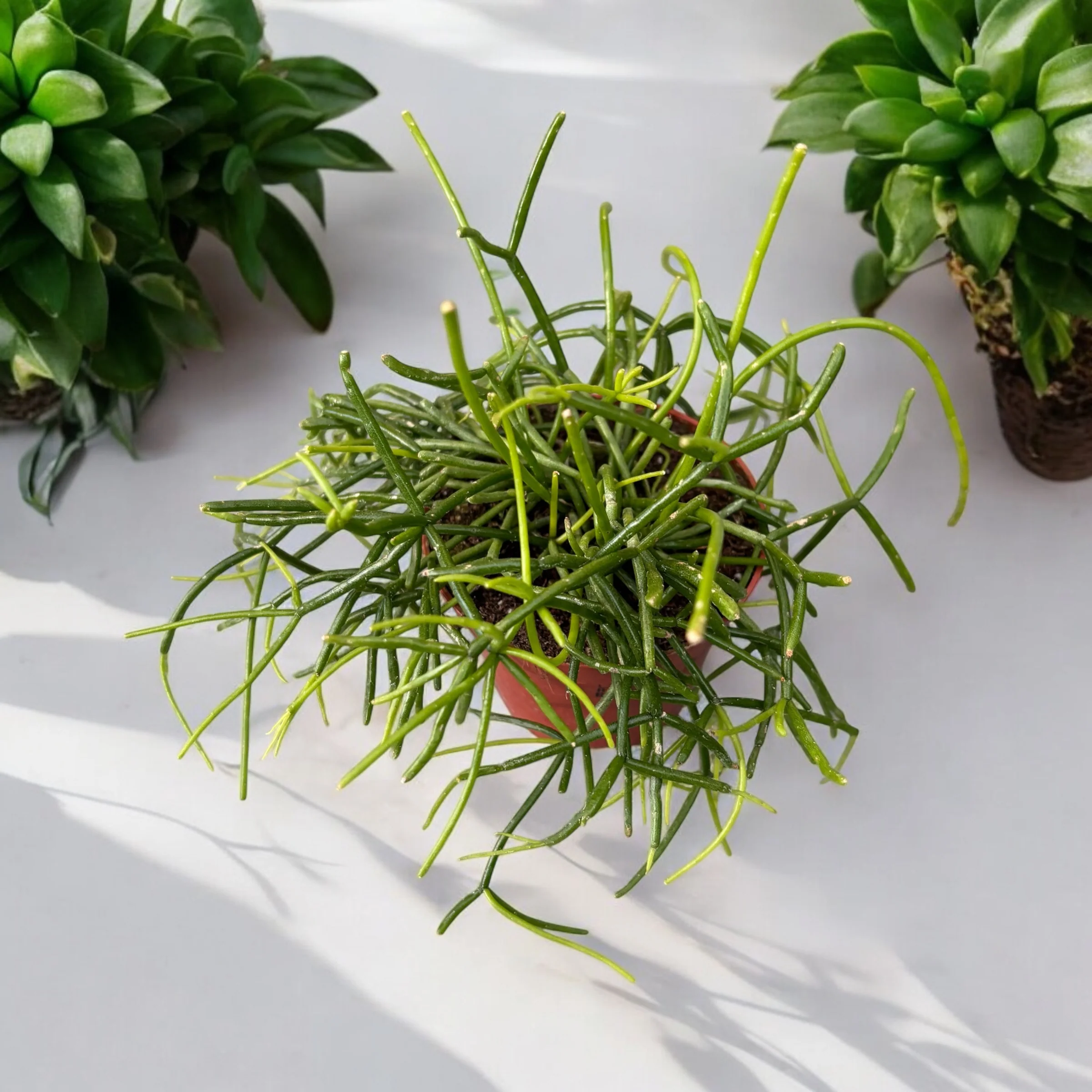 Rhipsalis Cassutha – Cactus vasc