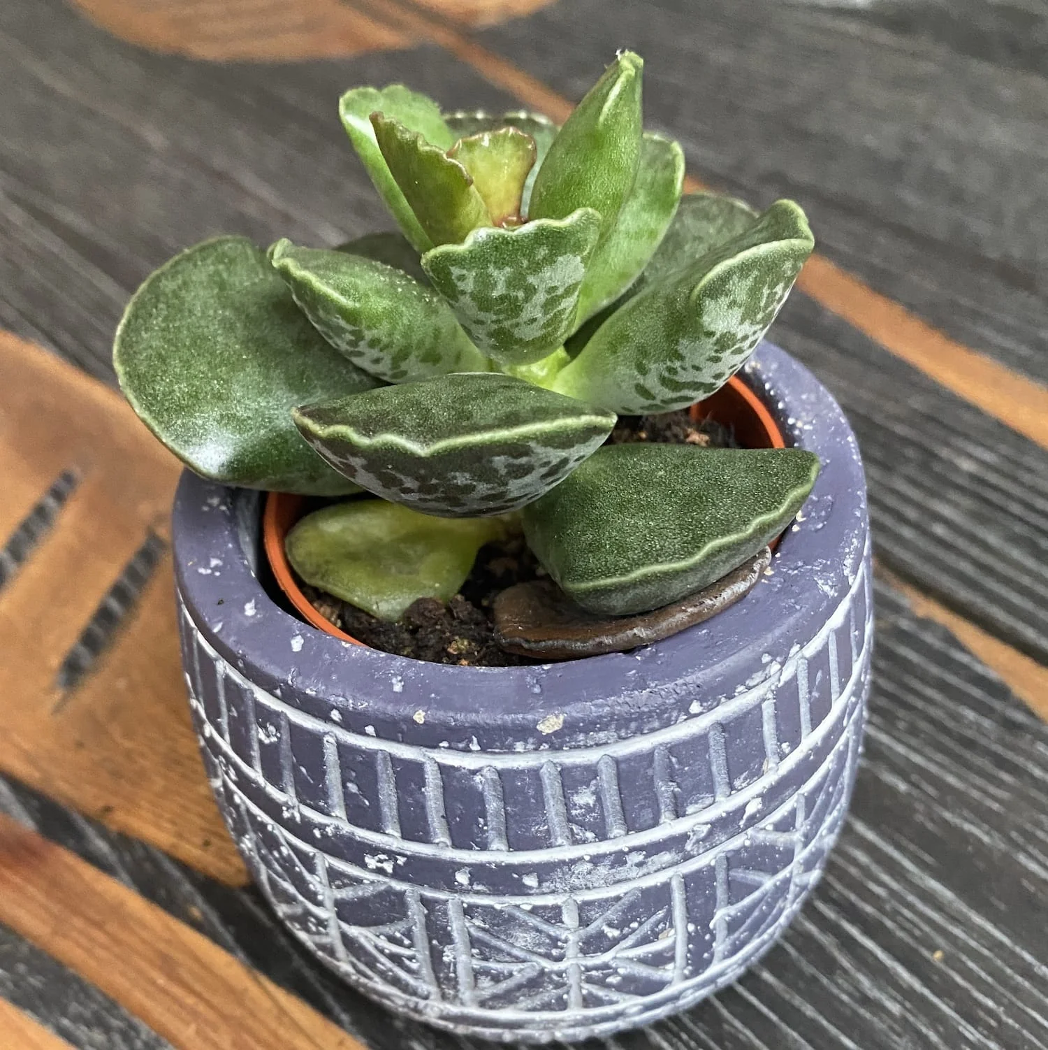 Adromischus cooperi D6