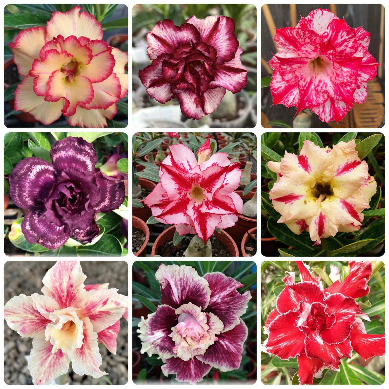 Adenium Obesum mix Taiwan (no Id)