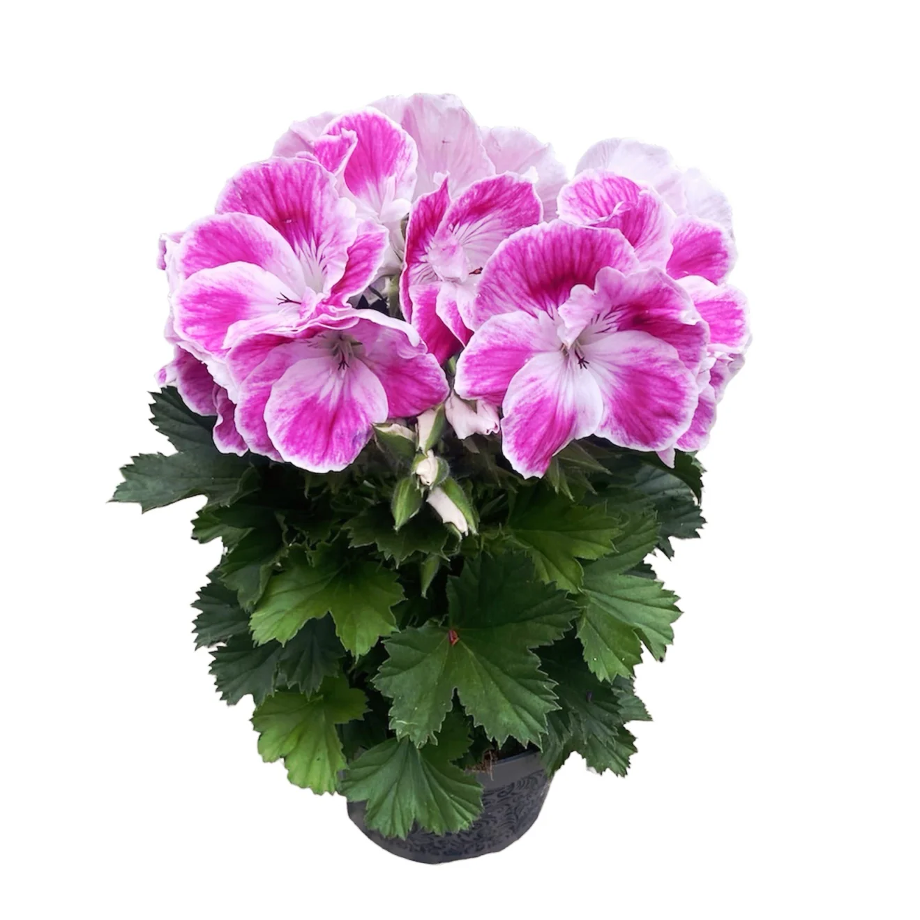 Pelargonium Don Amalia – muscate englezesti