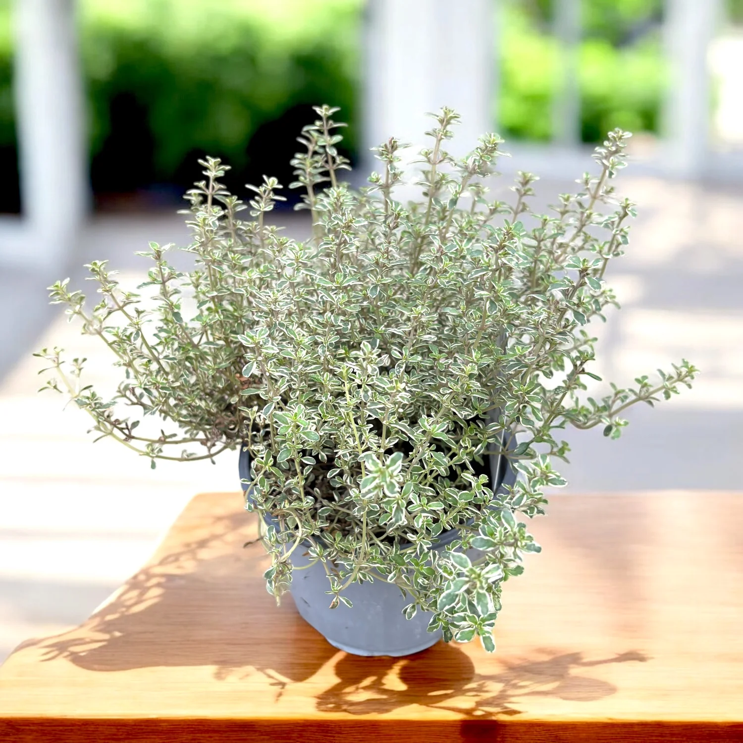 Cimbrisor lamaios argintiu – Thymus x citriodorus 'Silver Queen’ (Thymus 'Lady D’)