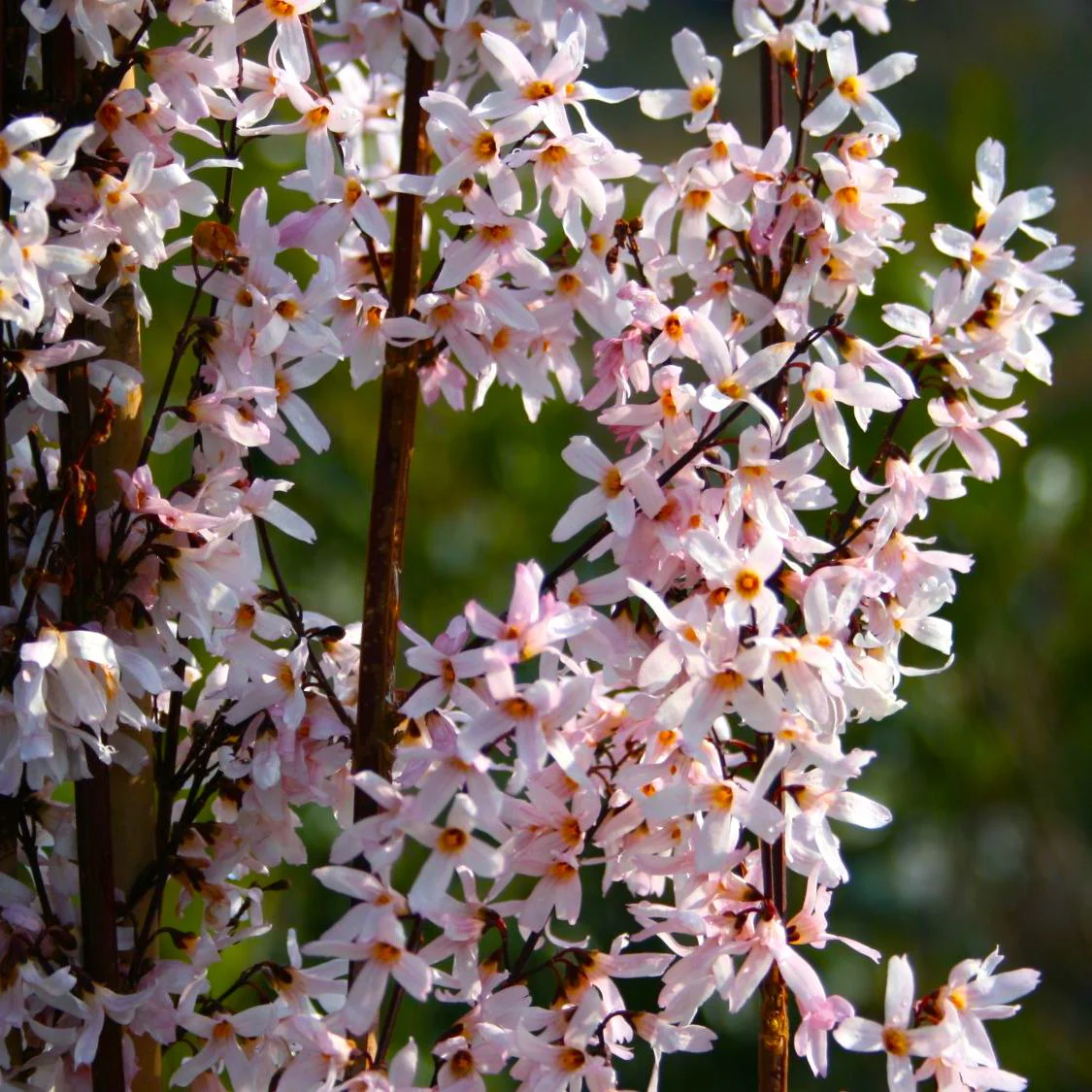 Pink Forsythia – Abeliophyllum distichum 'Roseum’