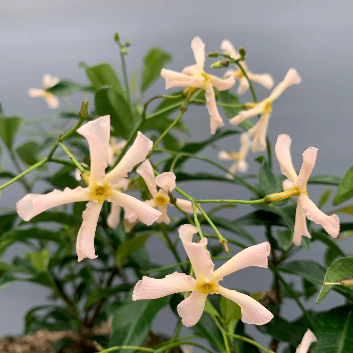 Trachelospermum jasminoides 'Star of Sicily’ – flori parfumate, evergreen