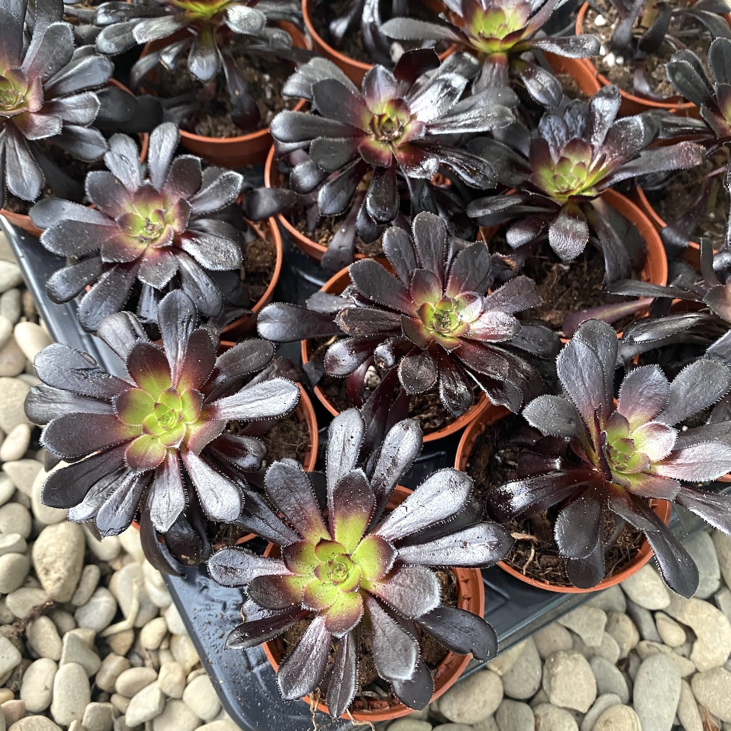 Aeonium arboreum Dark