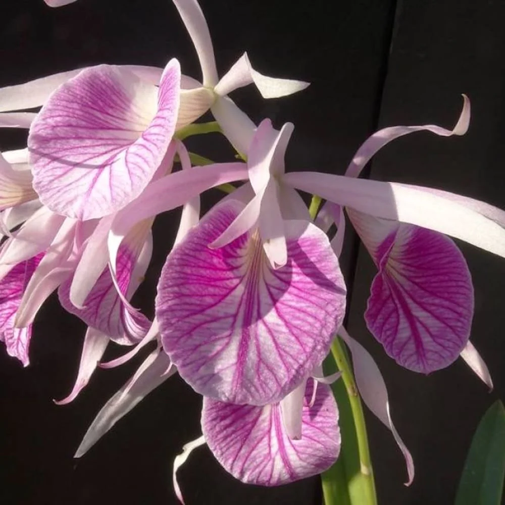 Bc. Morning Glory 'Valentine Kiss’ – parfumata