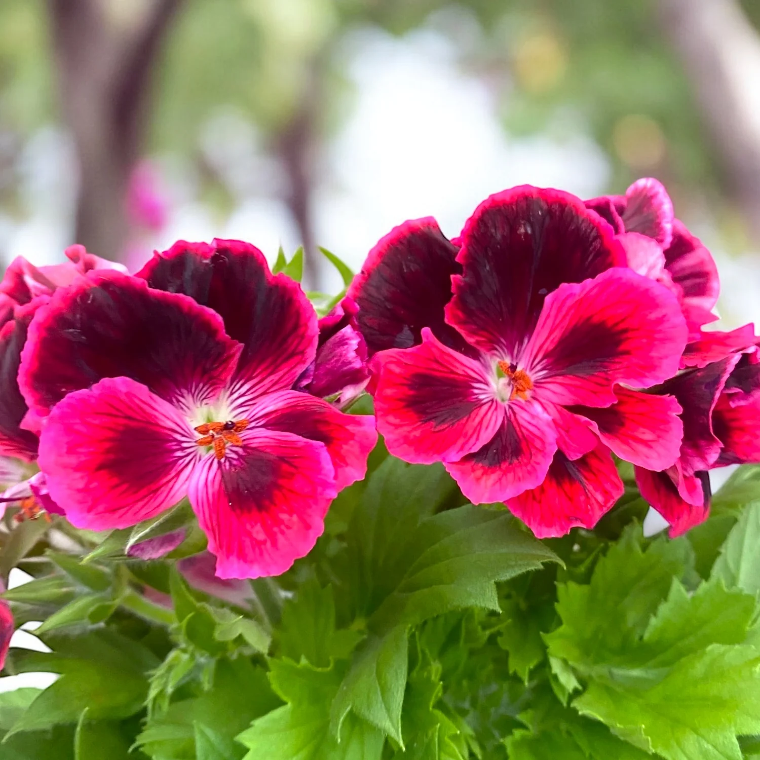 Pelargonium Don Diego – Muscate englezesti