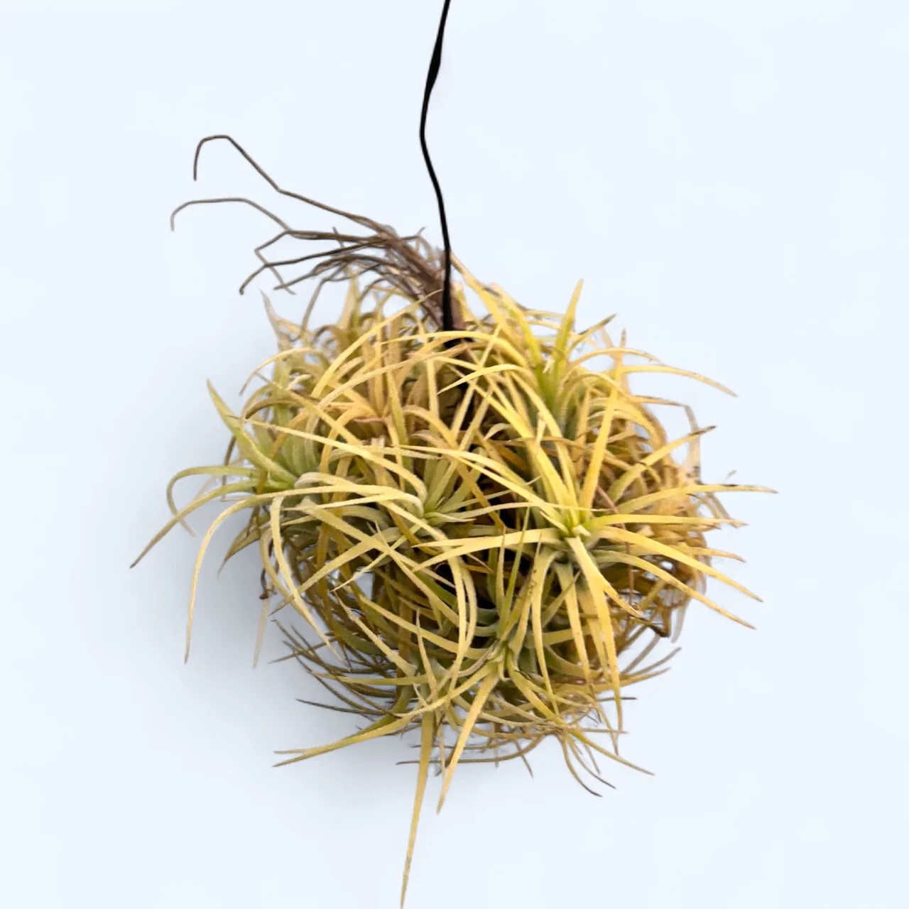 Tillandsia Ionantha Druid clump