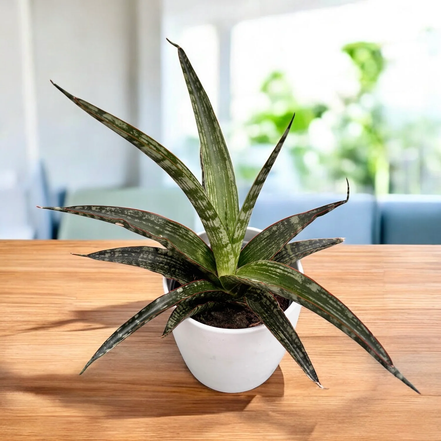 Sansevieria trifasciata 'Megan’