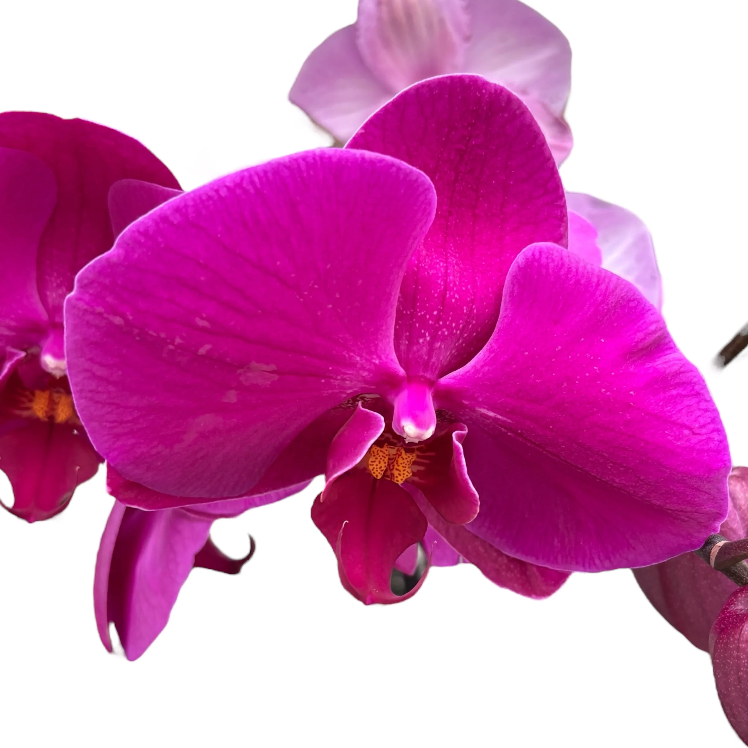 Phalaenopsis Miki Imperial Seal 'MI01′ (Florious Purple, Femion) – floarea XXL